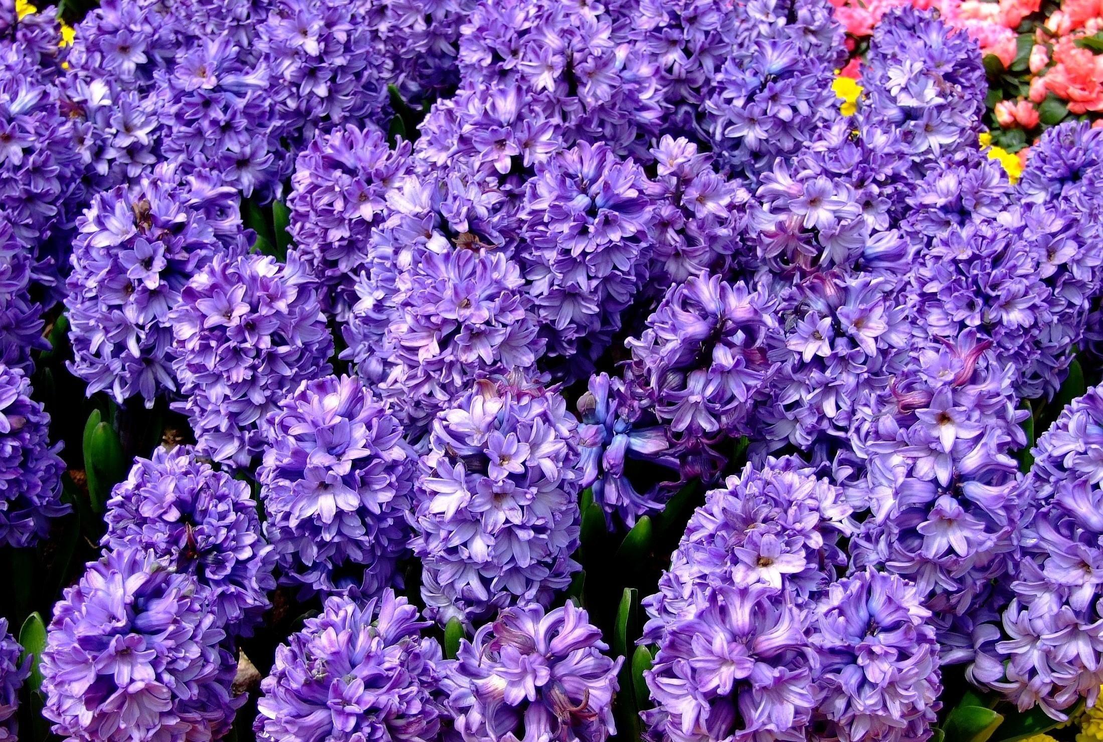 Wallpaper Hyacinth, Flower, Flowerbed, Spring, Close Up HD, Picture