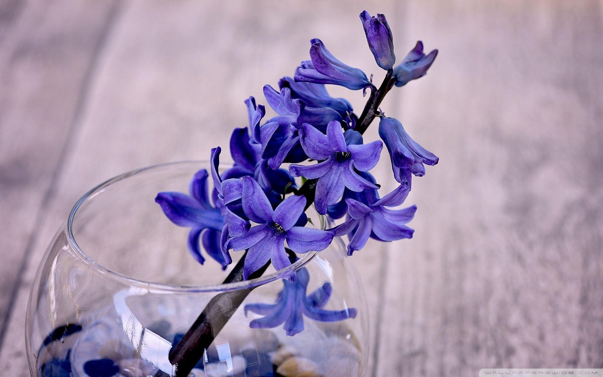 Blue Flower Vase Choice Image Design Picture