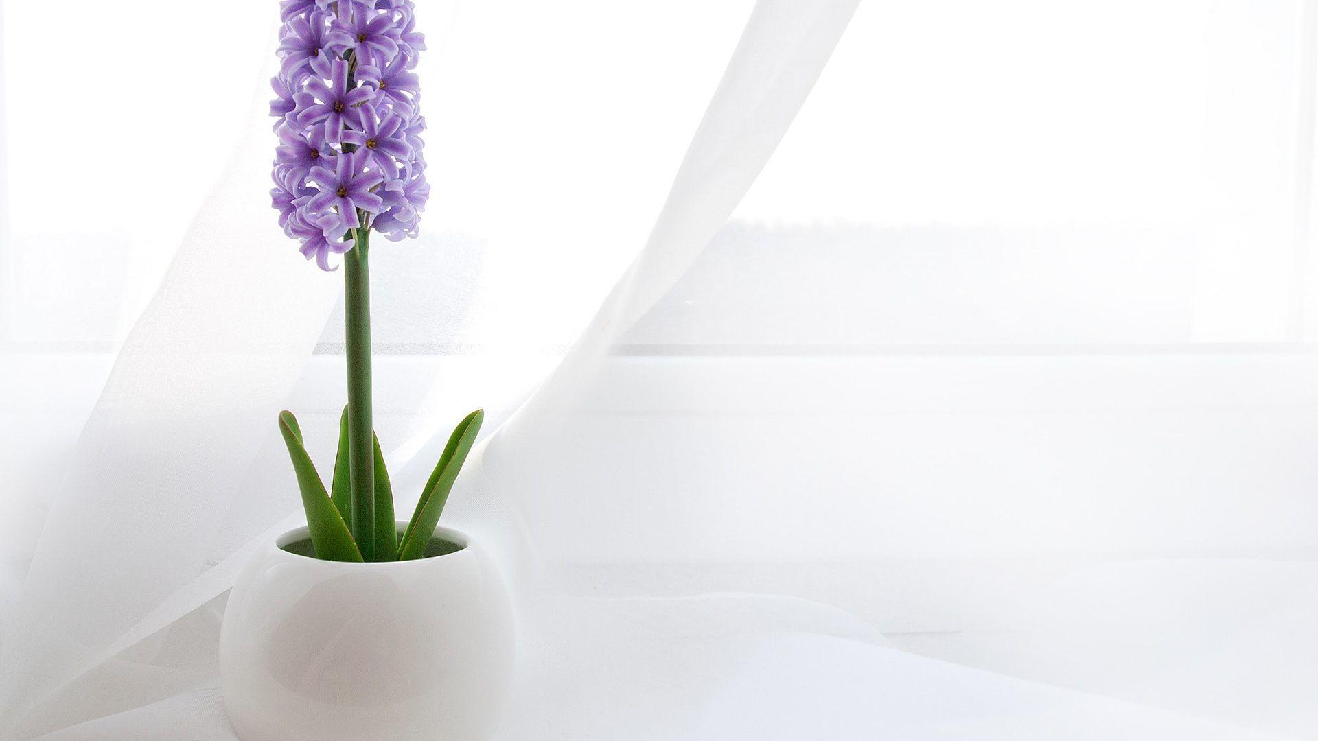 Flowers: Flower Purple Lilac Hyacinth Amazing Desktop for HD 16:9