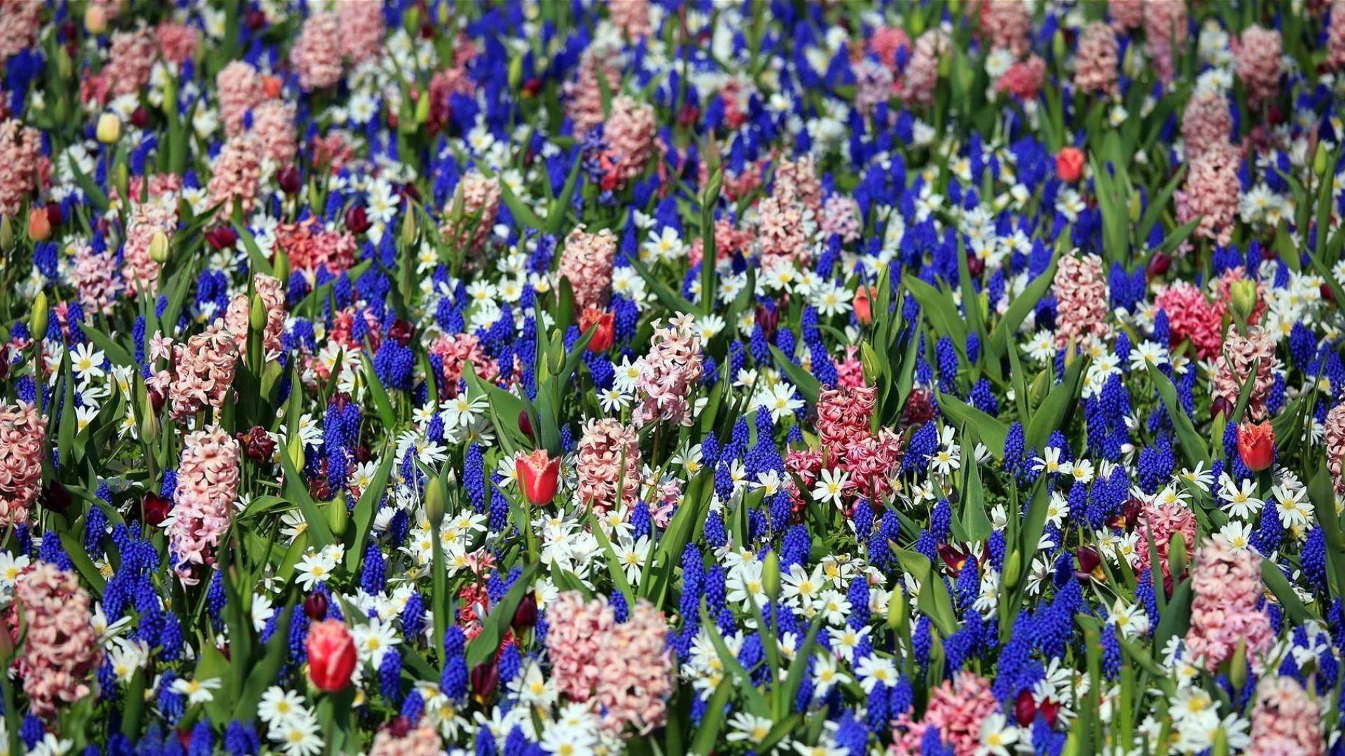Download Wallpaper 1920x1080 tulips, muscari, hyacinths, flowers