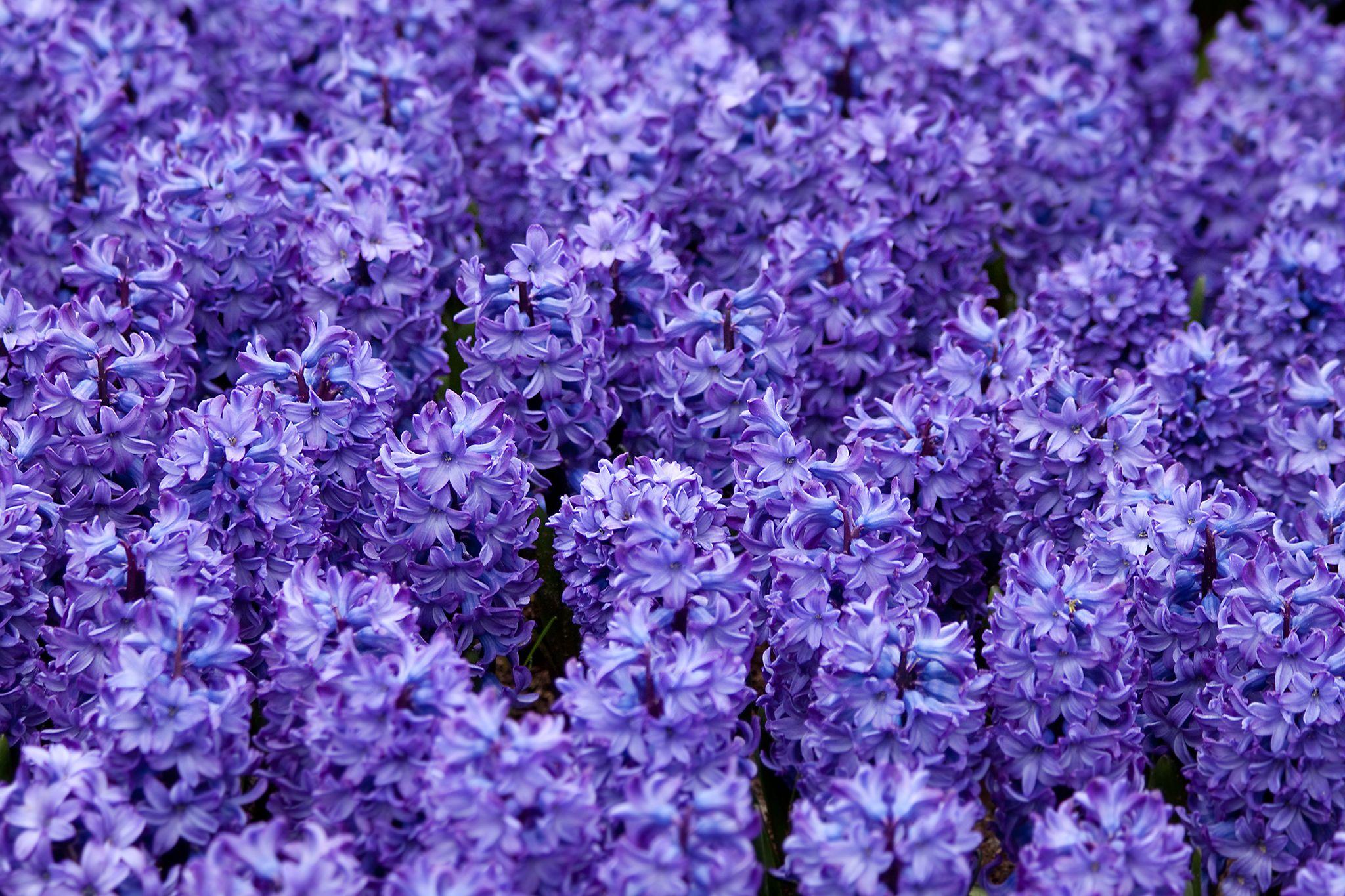 Violet Hyacinths Flowers Wallpapers Wallpaper Cave