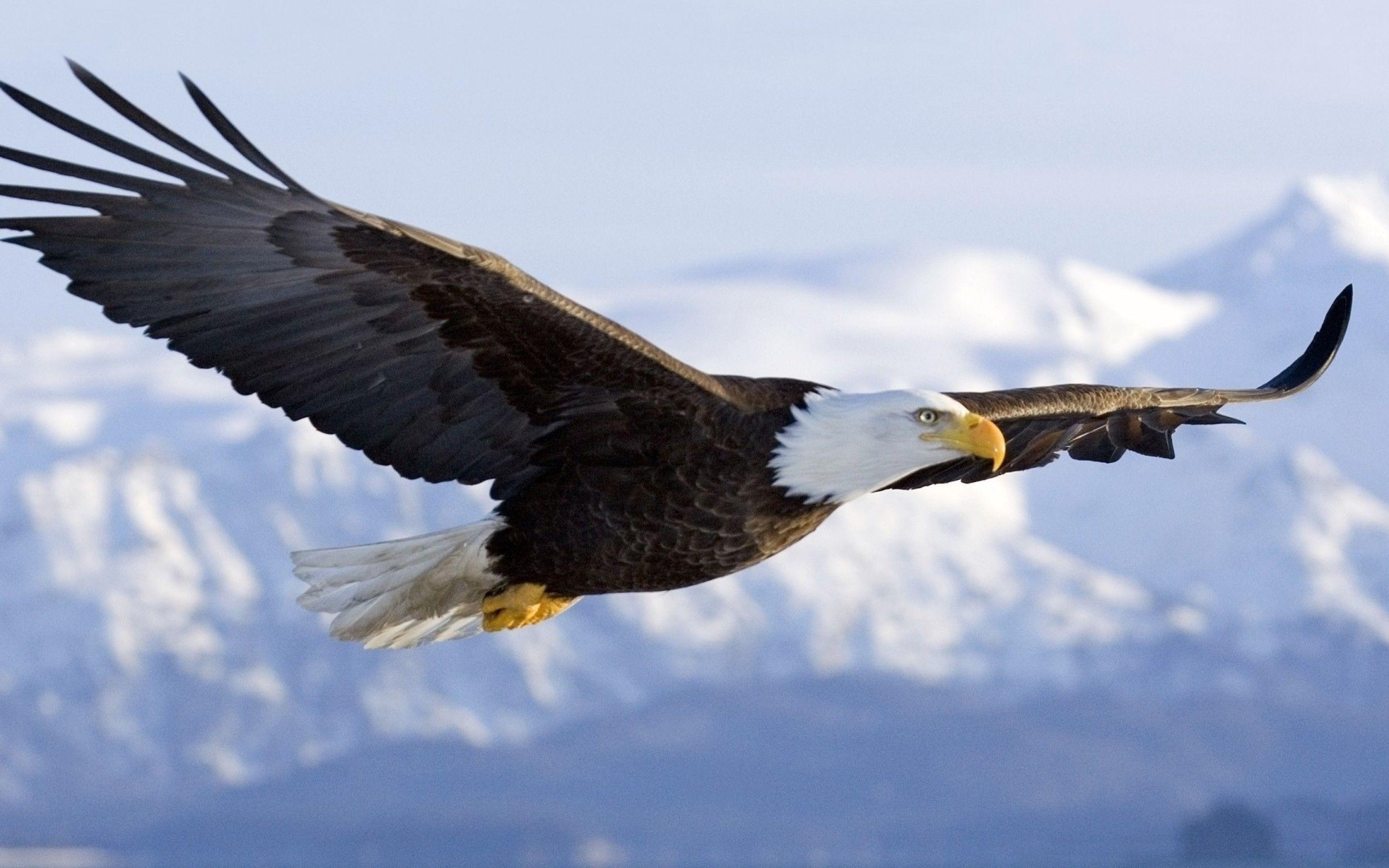 Bald Eagle Wallpaper Animal Spot