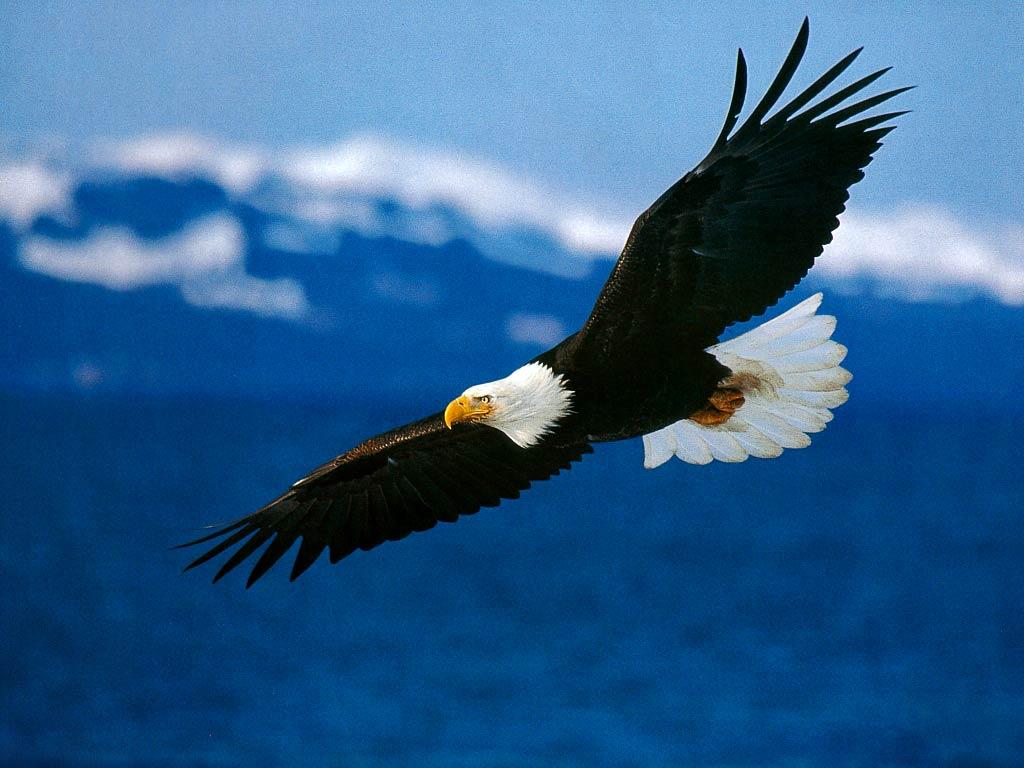 Free Bald Eagle Wallpaper download