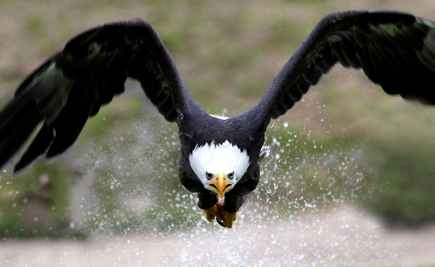 Flying Eagle Wallpaper, Best Flying Eagle Wallpaper in High