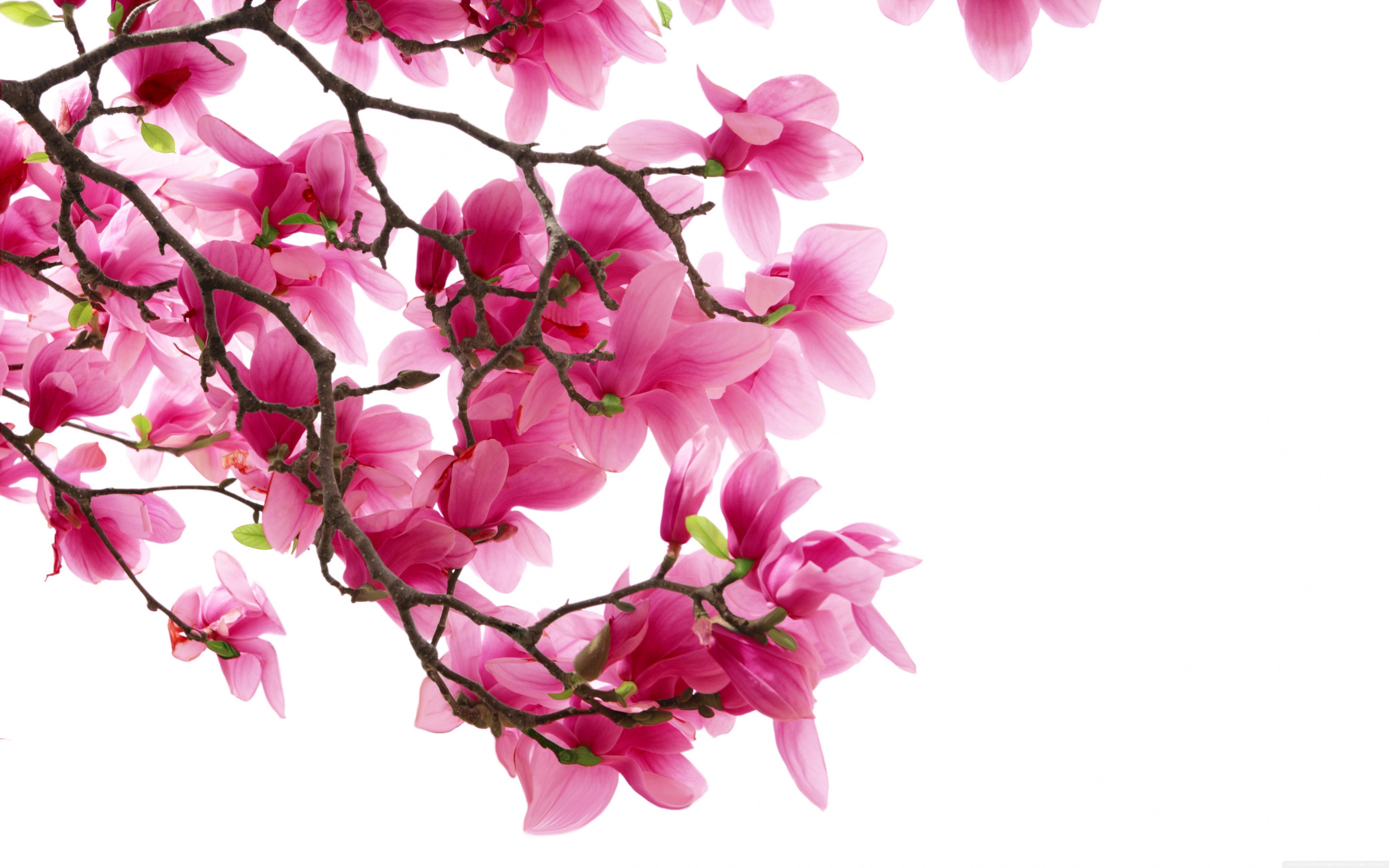 Pink Magnolia Flowers Ultra HD Desktop Background Wallpaper for 4K