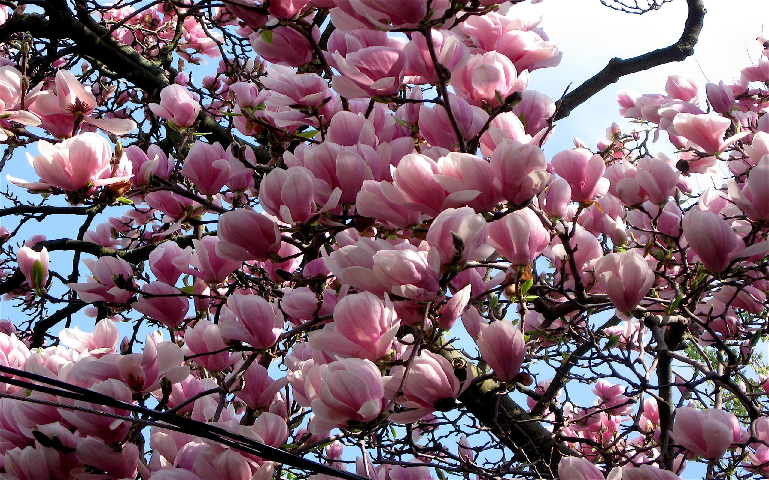 Magnolia HD Wallpaper and Background Image