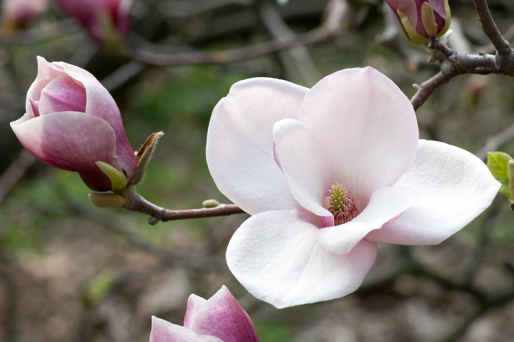 Magnolia #Picture