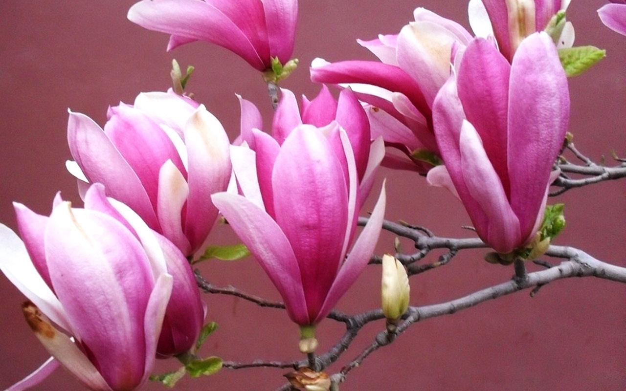 Fresh and elegant magnolia Wallpaper 11 － Flower Wallpaper