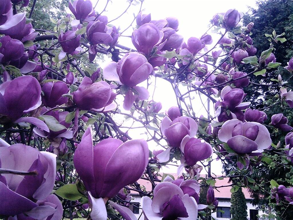 Flowers: Magnolia Tree Purple Lilac Beautiful Flowers Art Flower