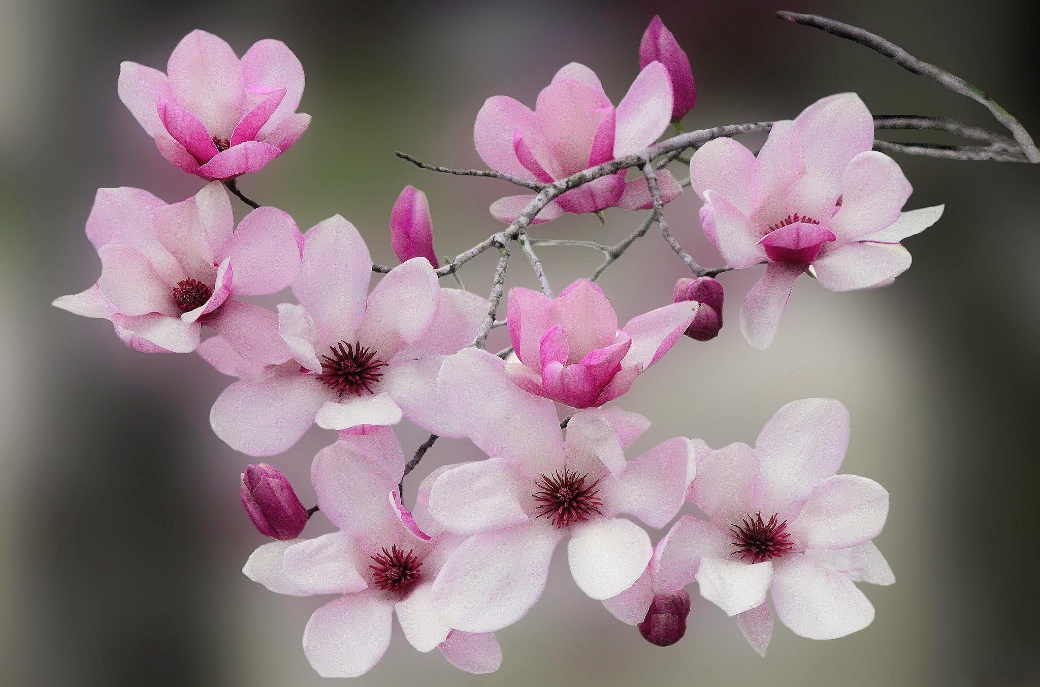 Flower Flowering Scent Beautiful Spring Magnolia Blooming Blossoms