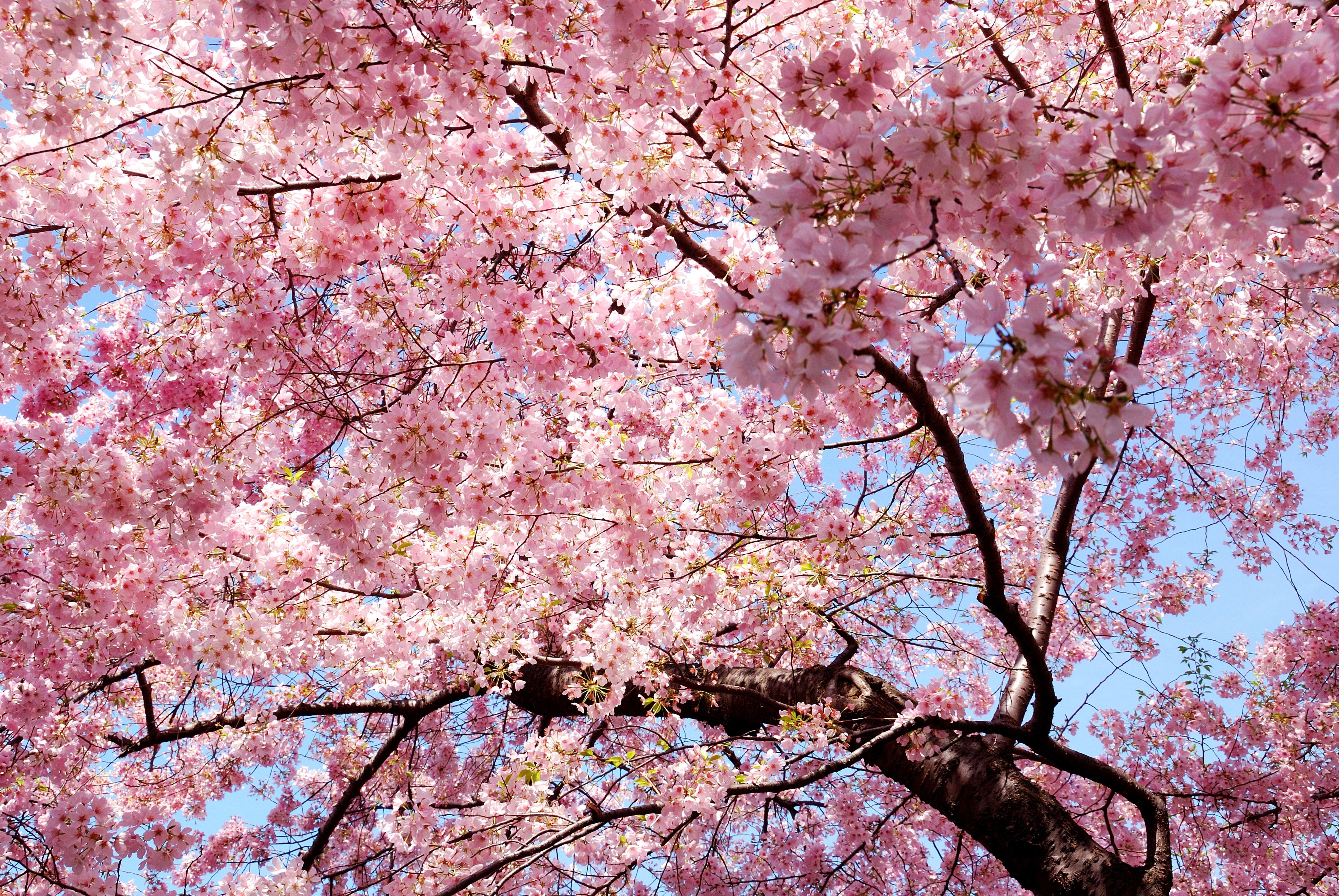 pink, Trees, Nature, Magnolia, Sakura Sakura Wallpaper HD / Desktop