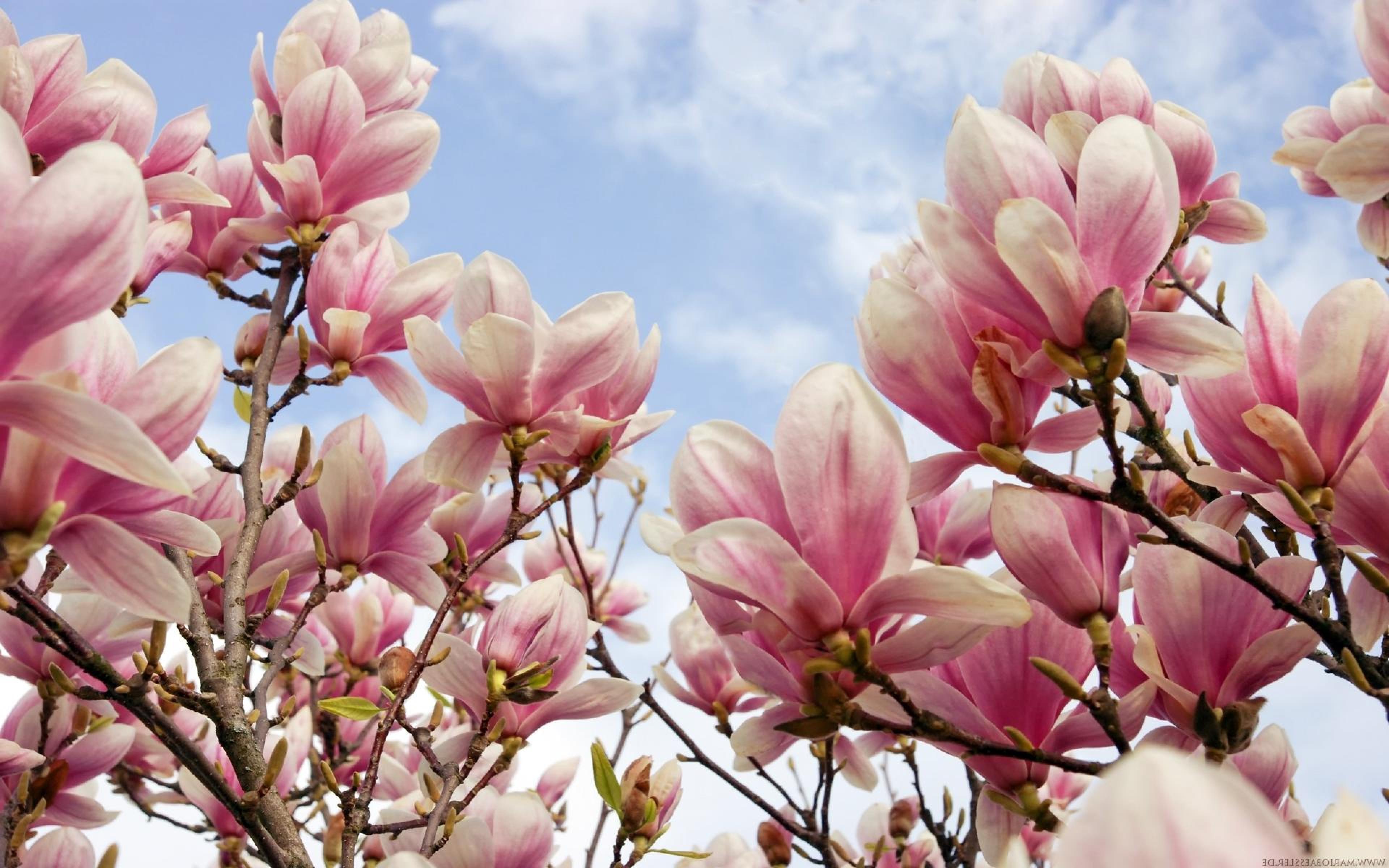 Magnolia Flowers HD Wallpaper, Desktop Background, Mobile