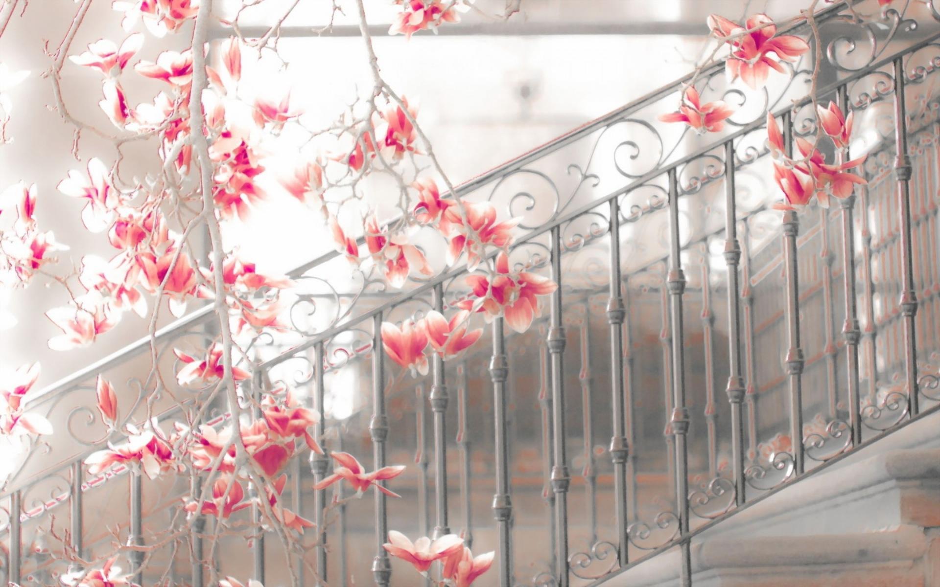 HD Magnolia Steps Flowers Blossoms Mood Stairs Architecture