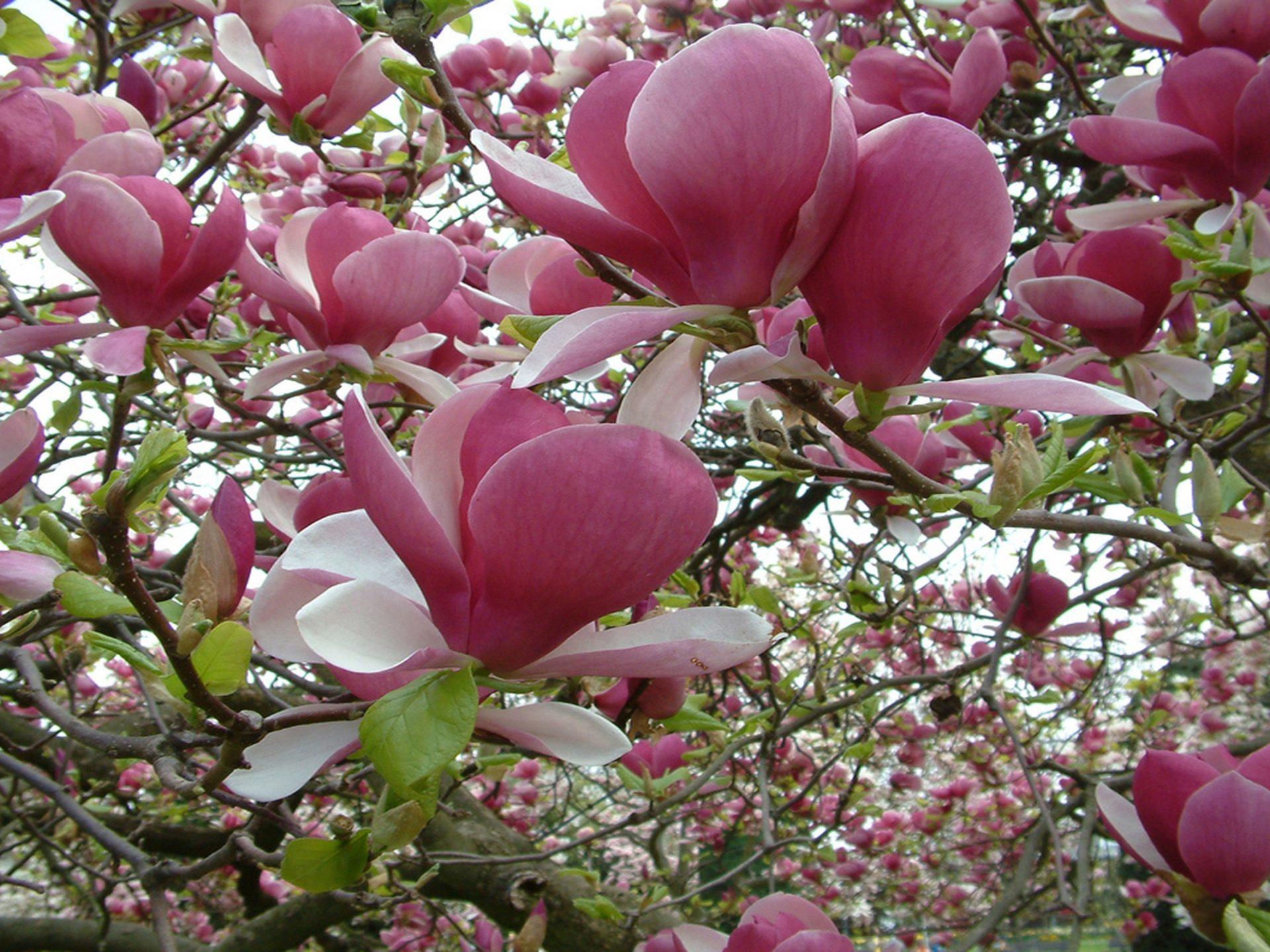 Magnolia Tree Pink Flower Wallpaper For Desktop 2560x1600