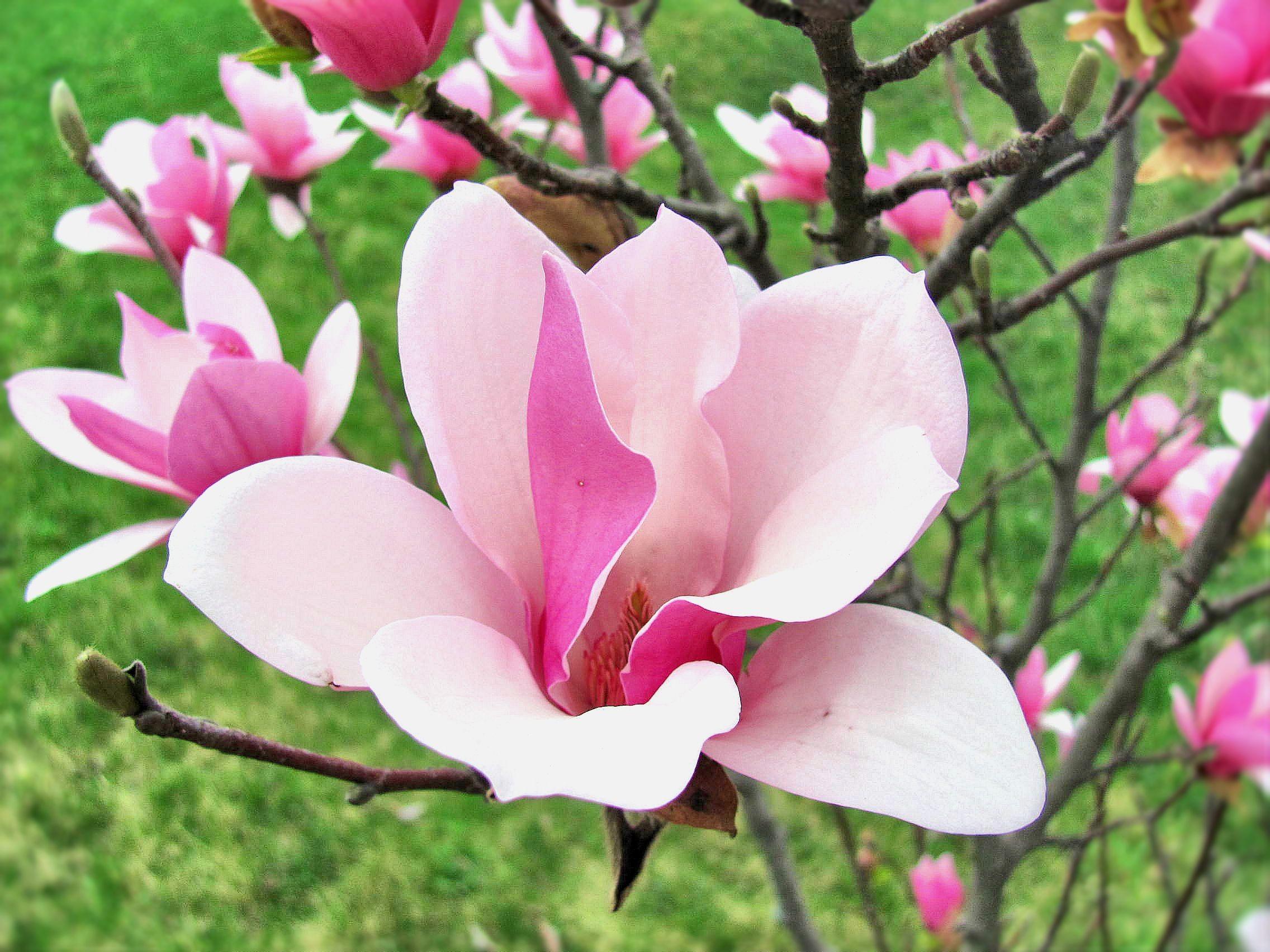 Flower: Magnolia Bloom Spring Nature Bud Flower Wallpaper Galaxy S4