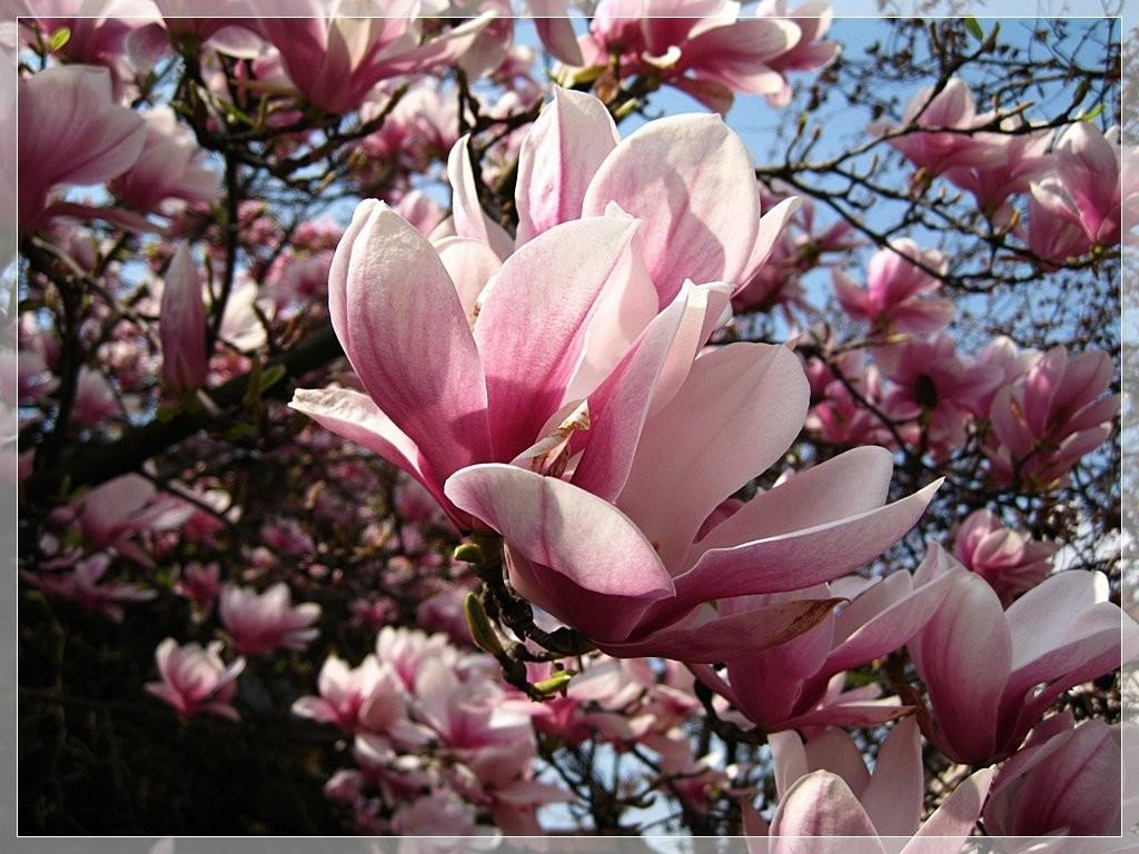 Flowers: Tree Pink Beautiful Magnolia Art Flowers Spring Flower