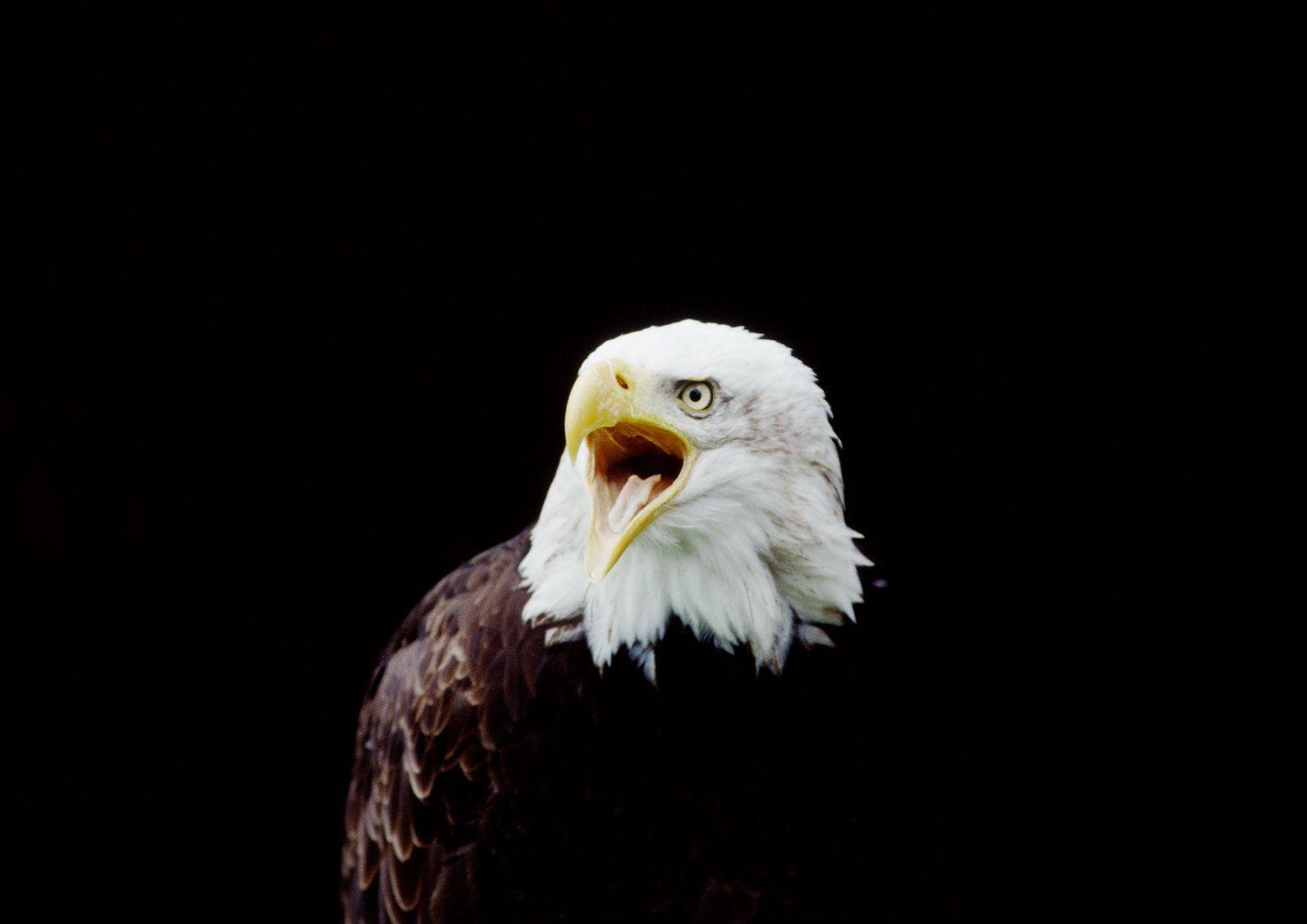 Bald Eagle HD Wallpaper. American Eagle HD Picture