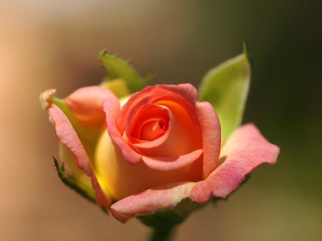 Flowers: Single Rose Colored Lovely Romance Flower Love Desktop