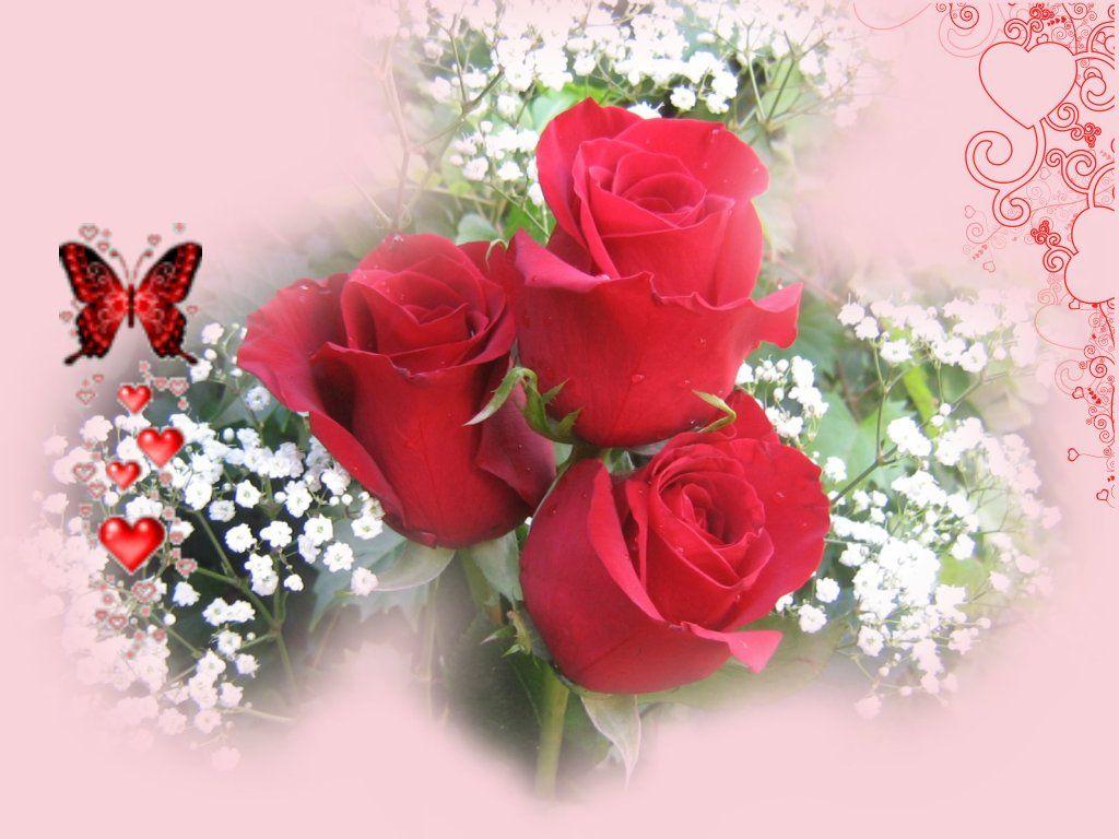 Red Rose Background 20 Background Wallpaper