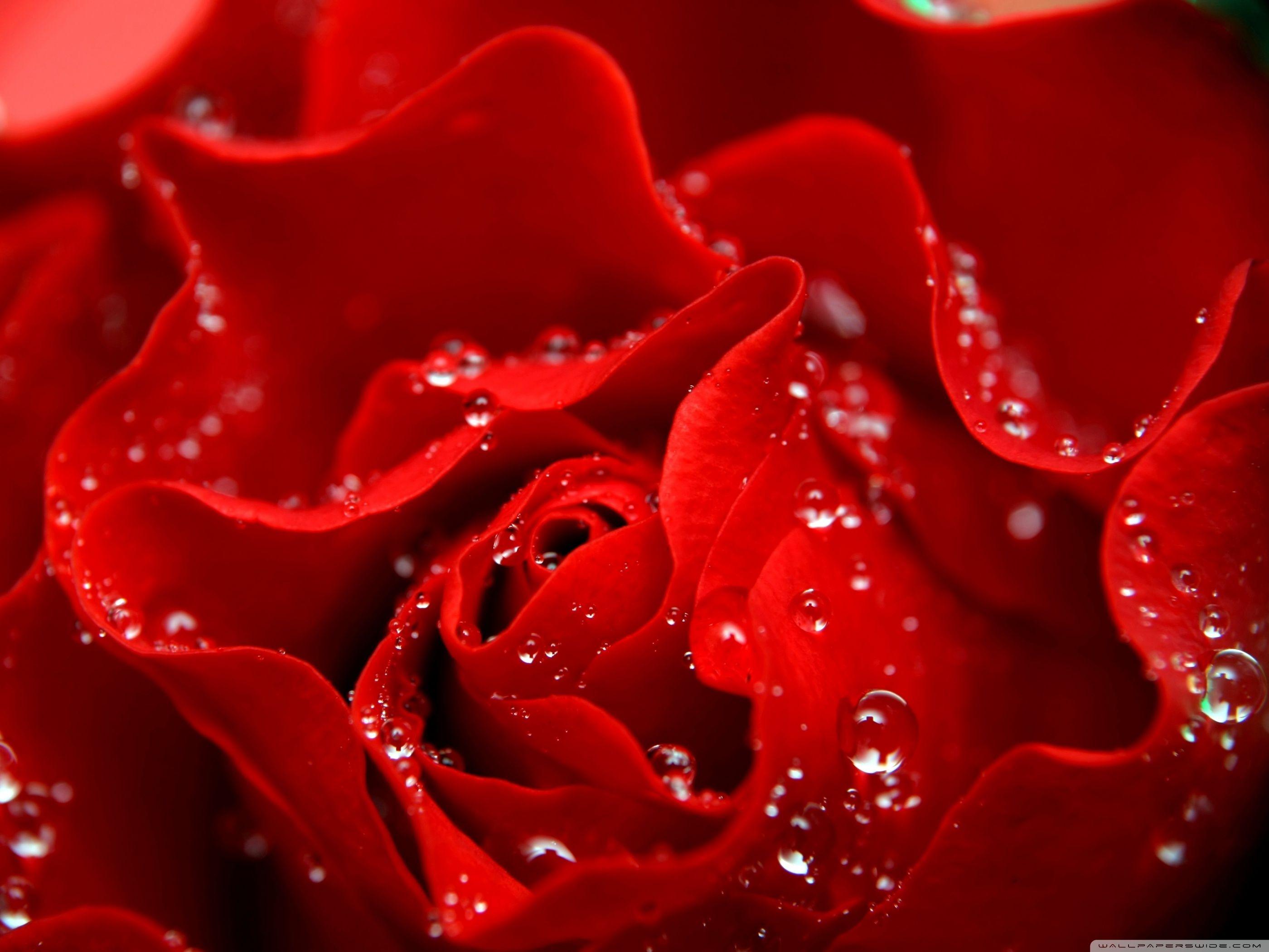 Love is Like a Red Rose ❤ 4K HD Desktop Wallpaper for • Dual