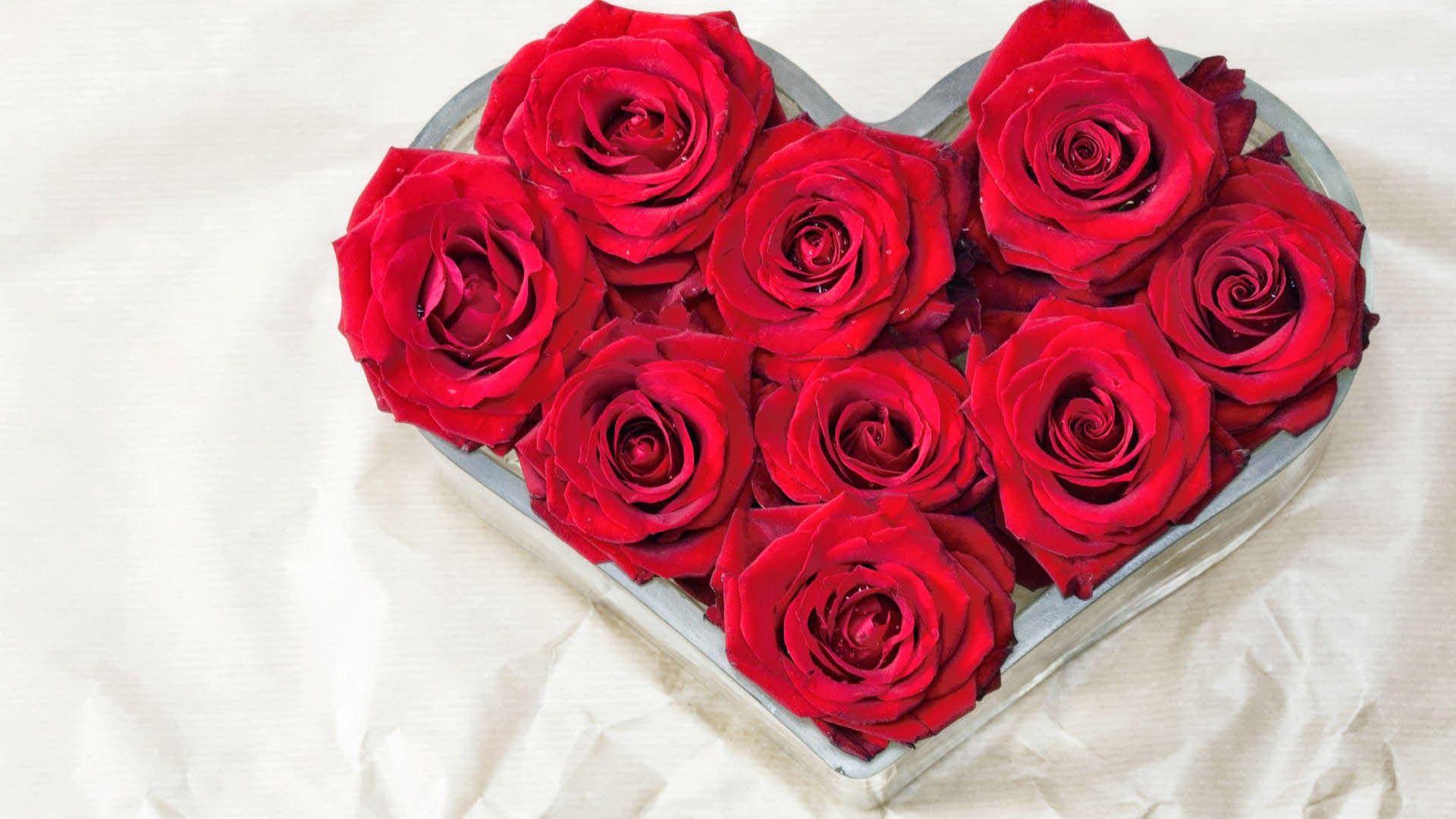 Love Rose Image