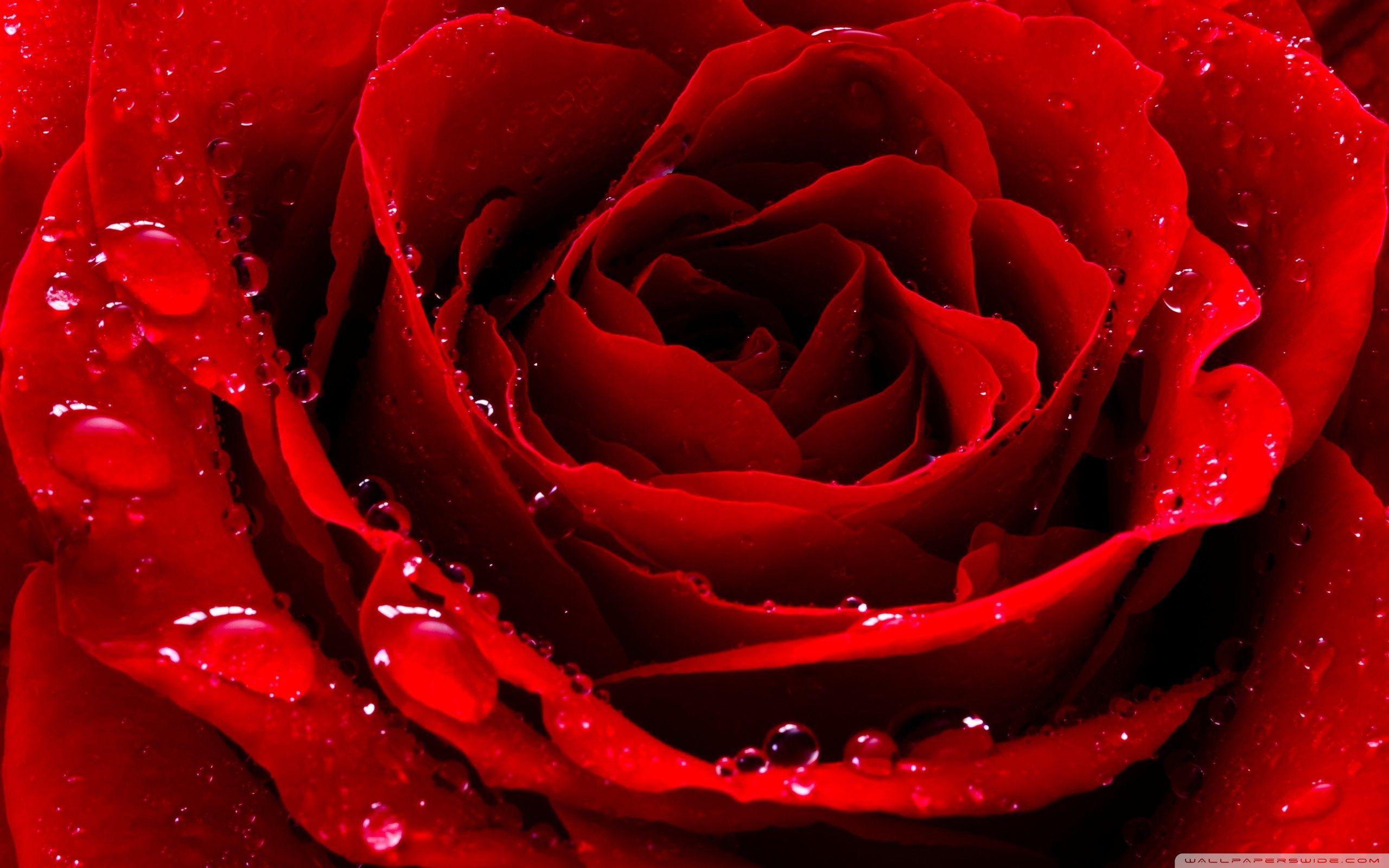 Red Love Rose ❤ 4K HD Desktop Wallpaper for 4K Ultra HD TV