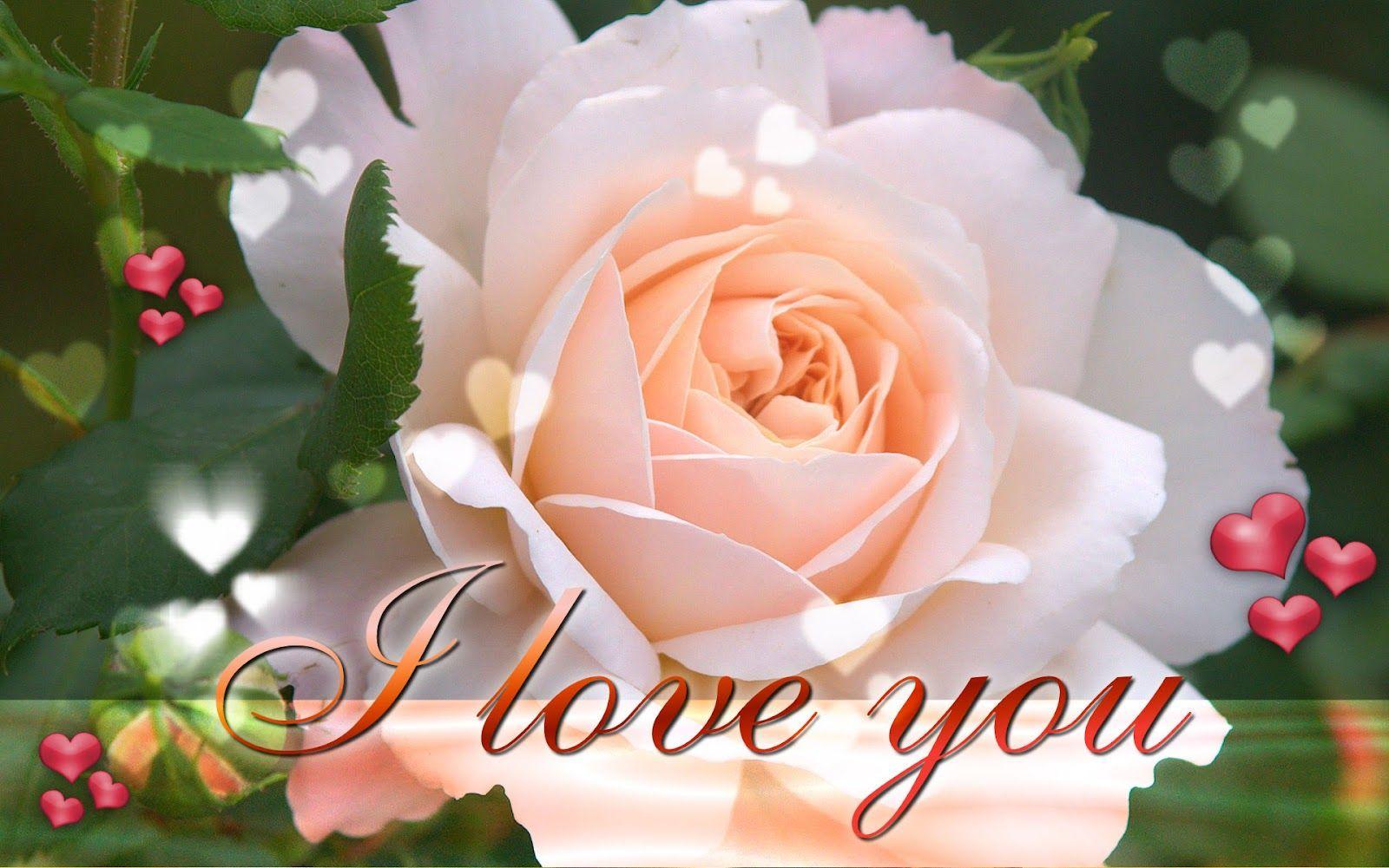 Funny Picture Gallery: Love roses wallpaper, love rose flower