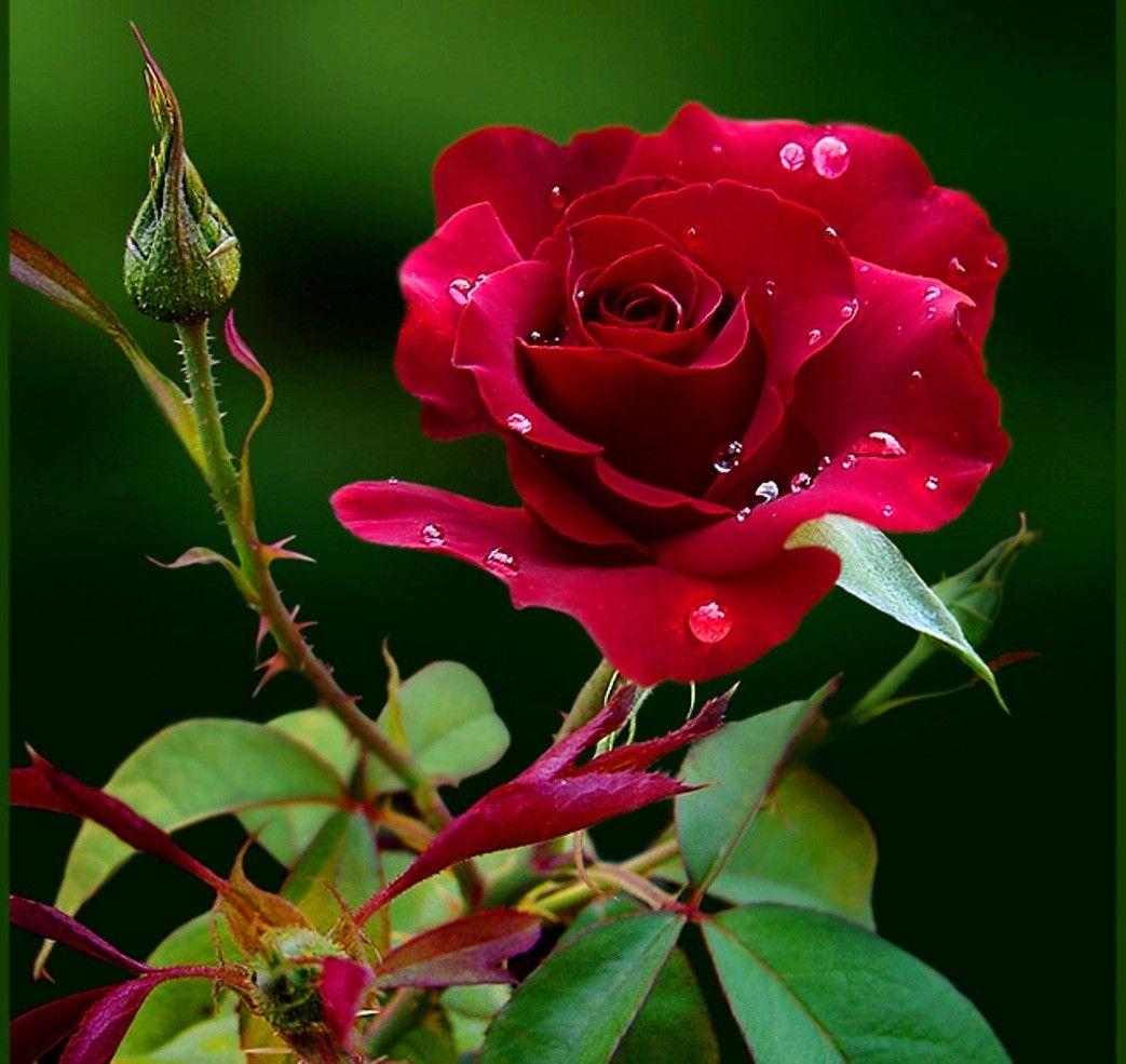 Red Rose Love Wallpapers HD - Wallpaper Cave