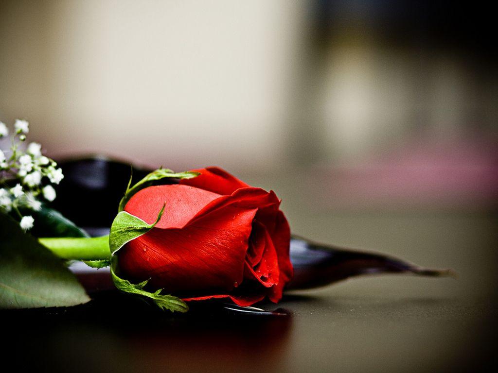 Love Roses And Hearts Wallpaper. I HD Image
