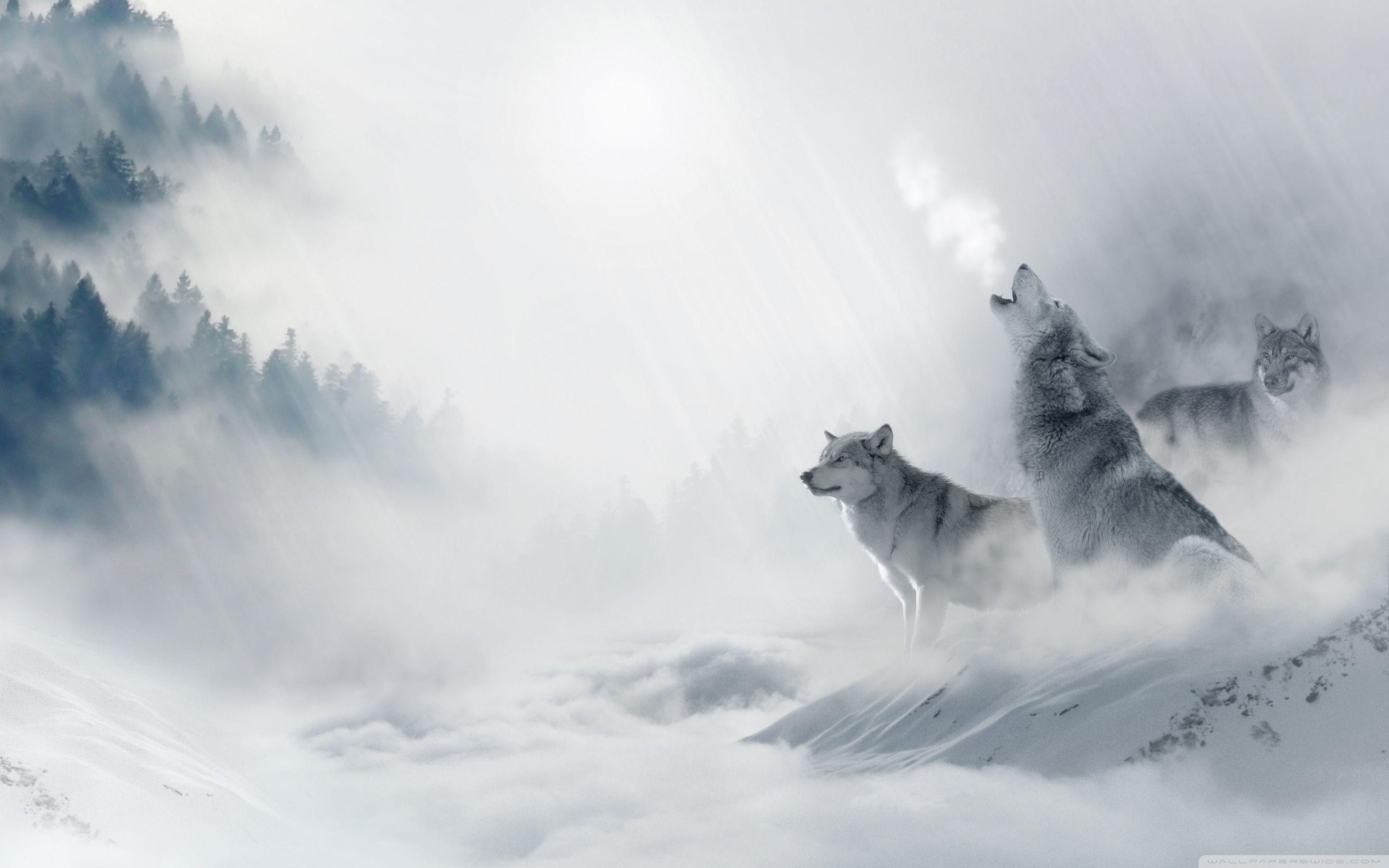 Wolf Howling ❤ 4K HD Desktop Wallpaper for 4K Ultra HD TV • Wide