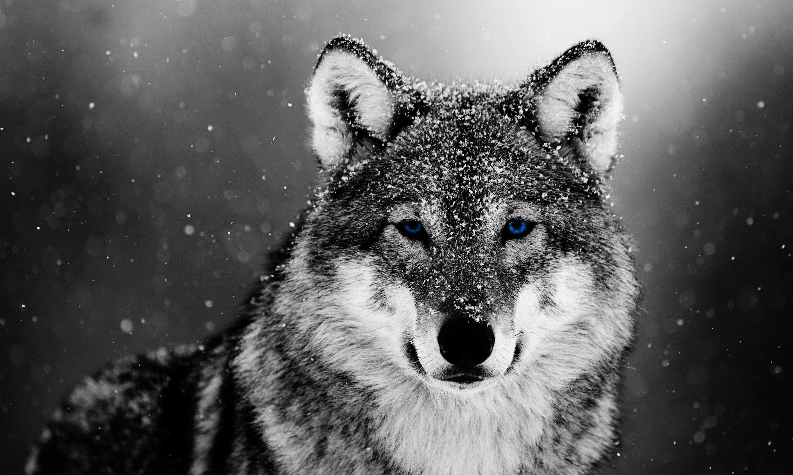 Wolf in the Snow, Wallpaper