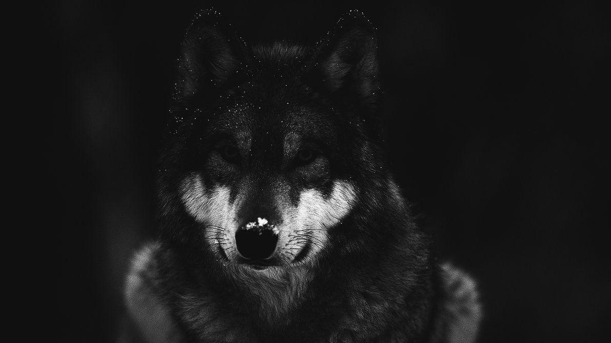 Wolf in the Forest Dark Wallpaper