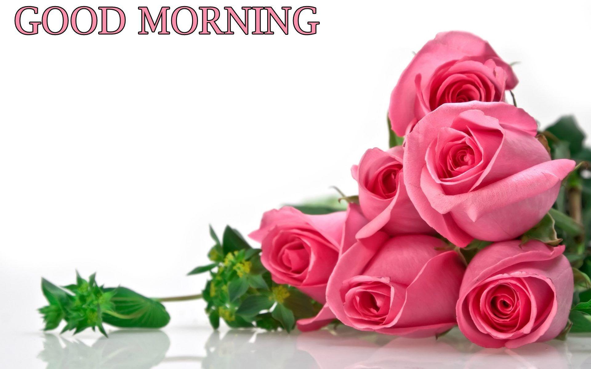 Good Morning Lovely Rose HD Wallpaper
