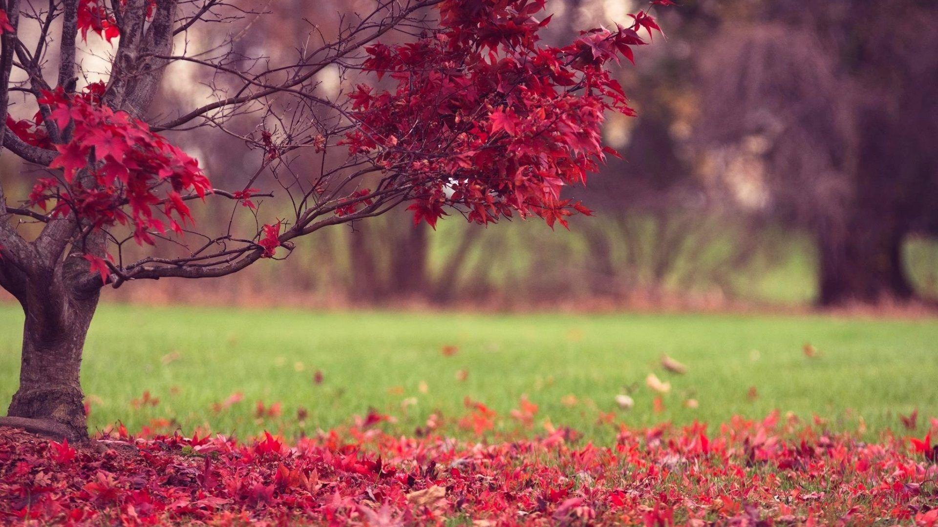 AAAA55 Color wallpaper: Nature Fall Autumn Leaves Splendor