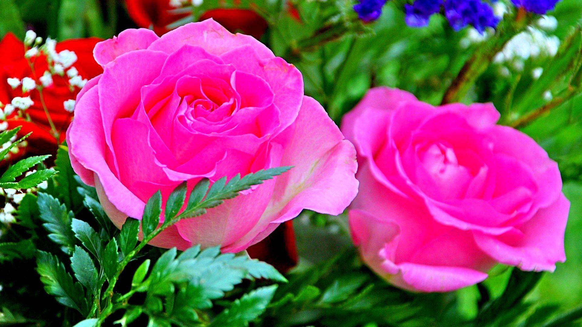 Rose Wallpaper Image / Green Rose Wallpapers, Pictures, Images : Use