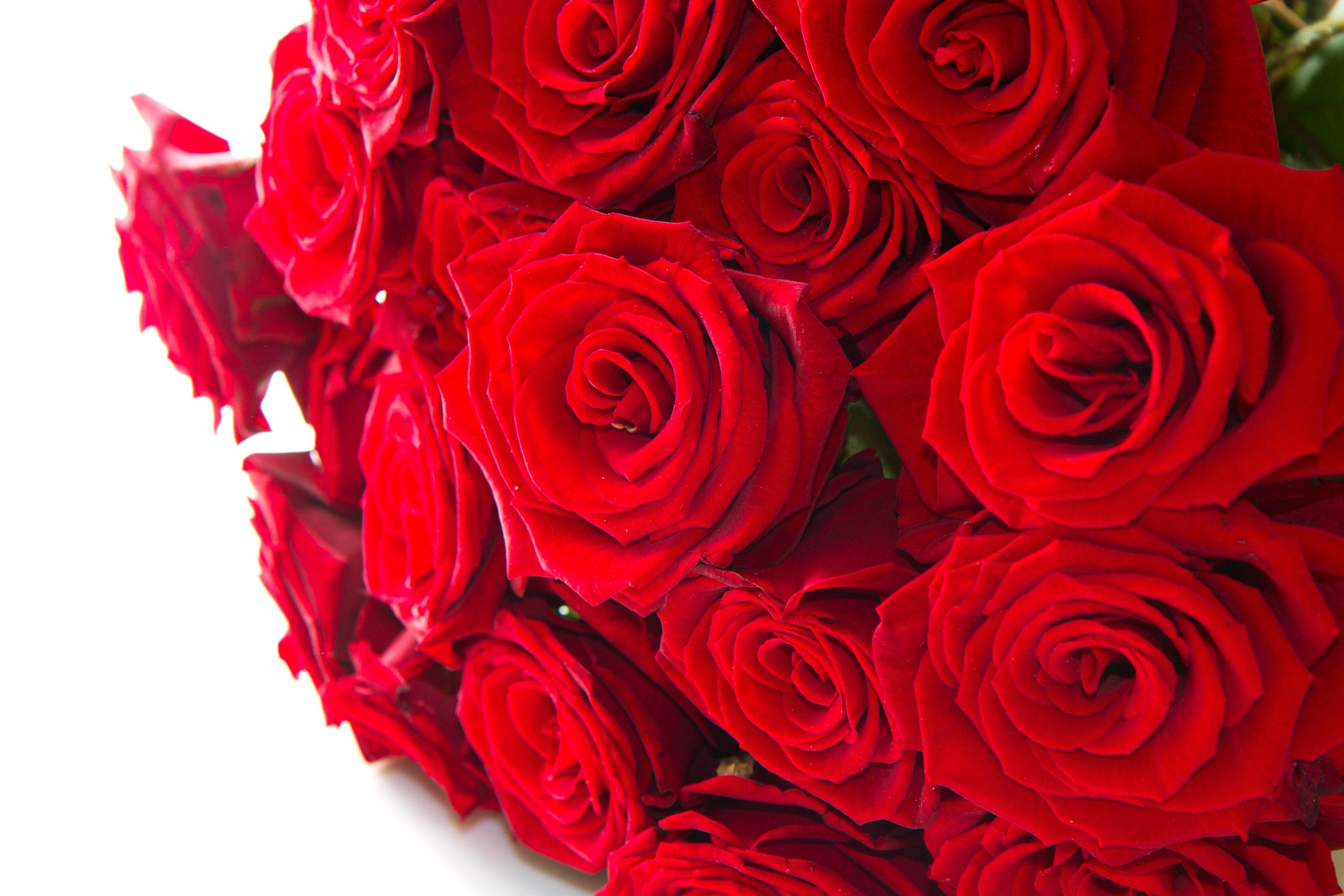 Nature Flowers Red Love Valentines Day Rose Roses Wallpaper
