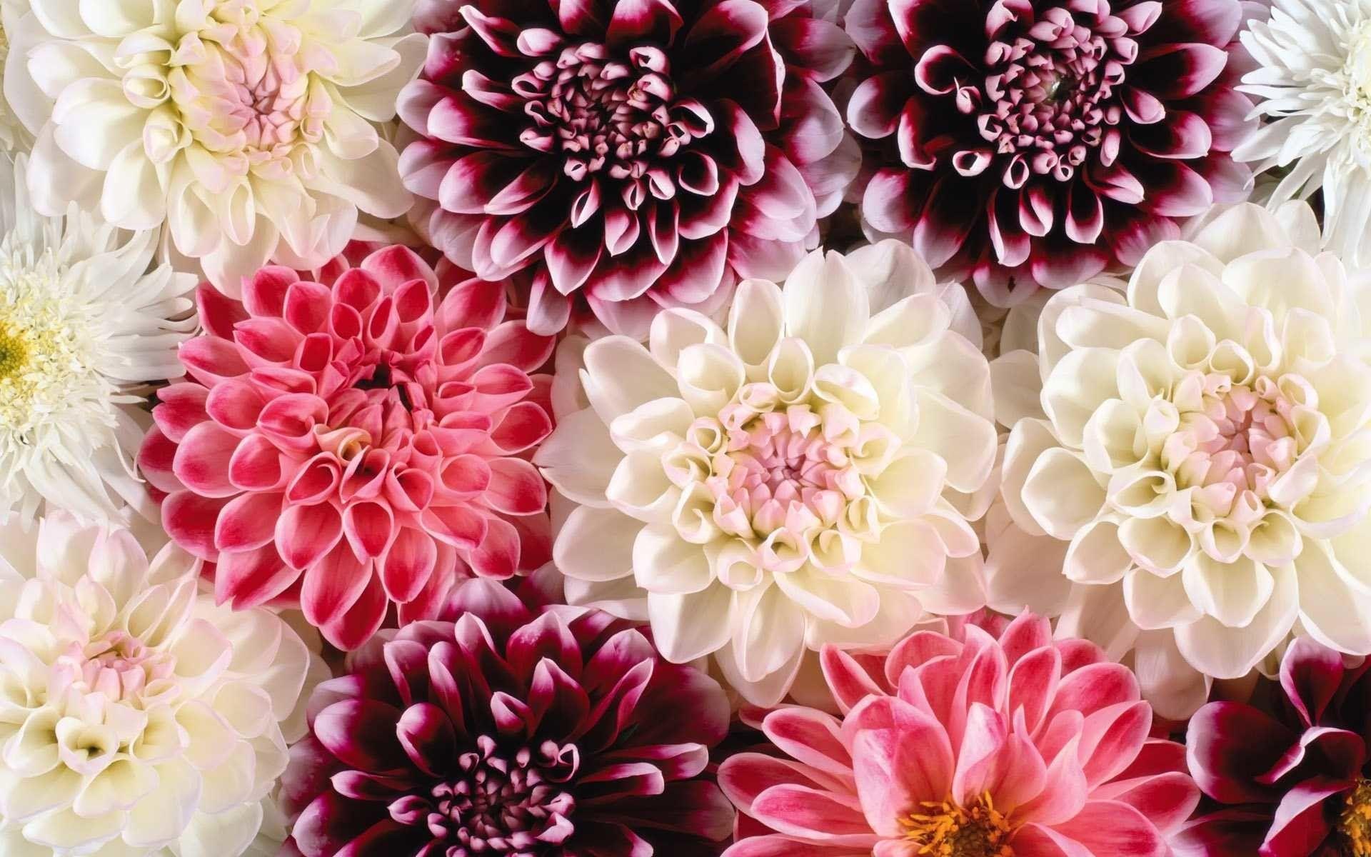 May Flowers Wallpaper HD Desktop