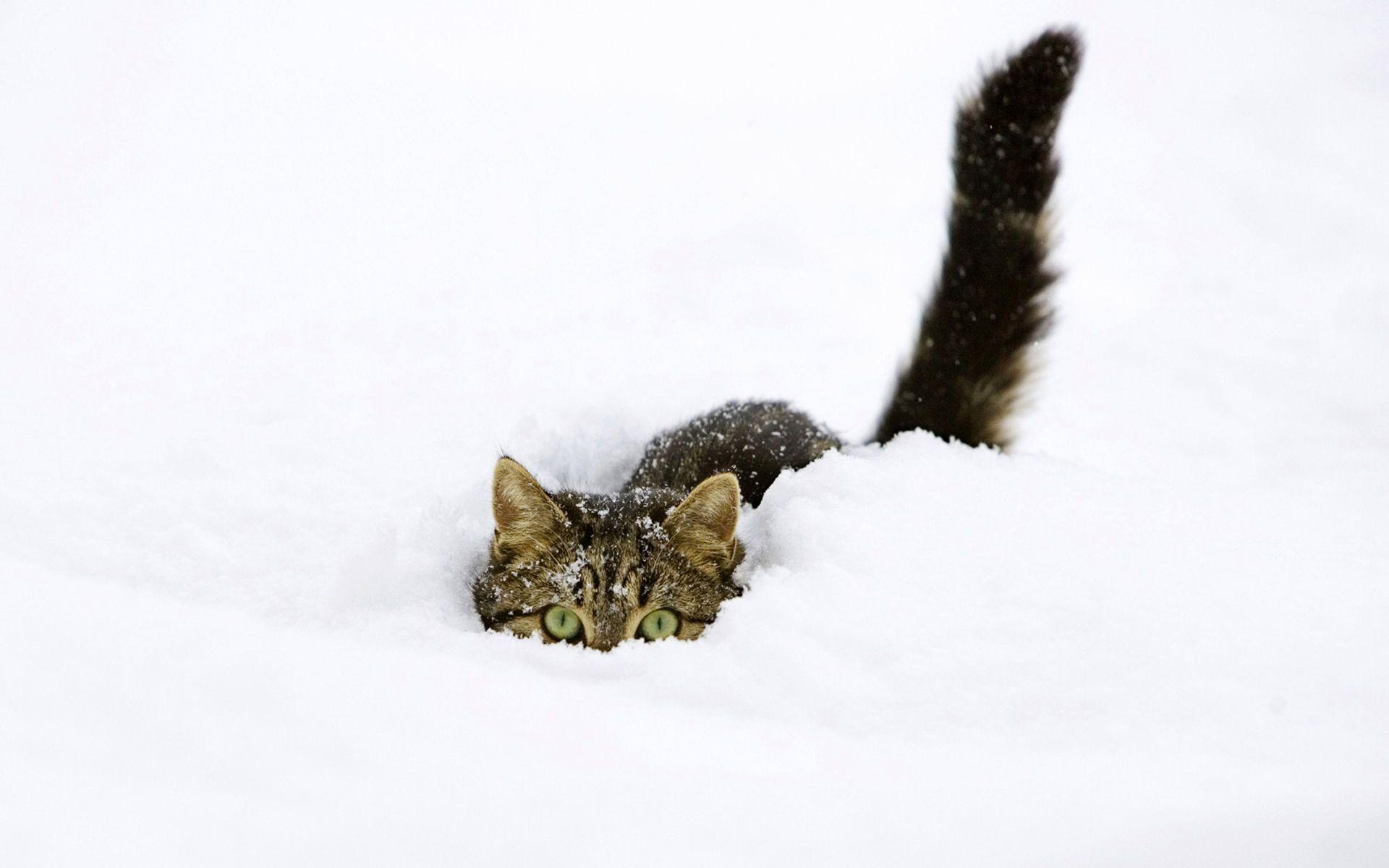 Tabby Cat in Snow HD Wallpaper