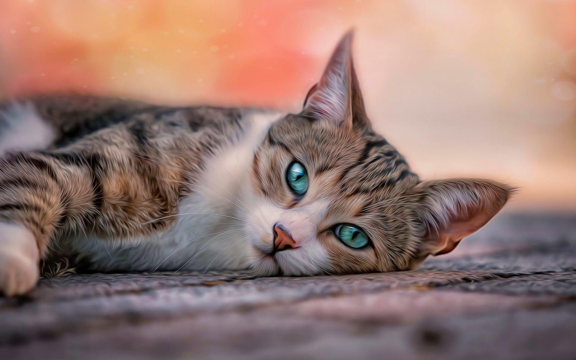 Blue Eyes Cat Wallpaper HD For Desktop
