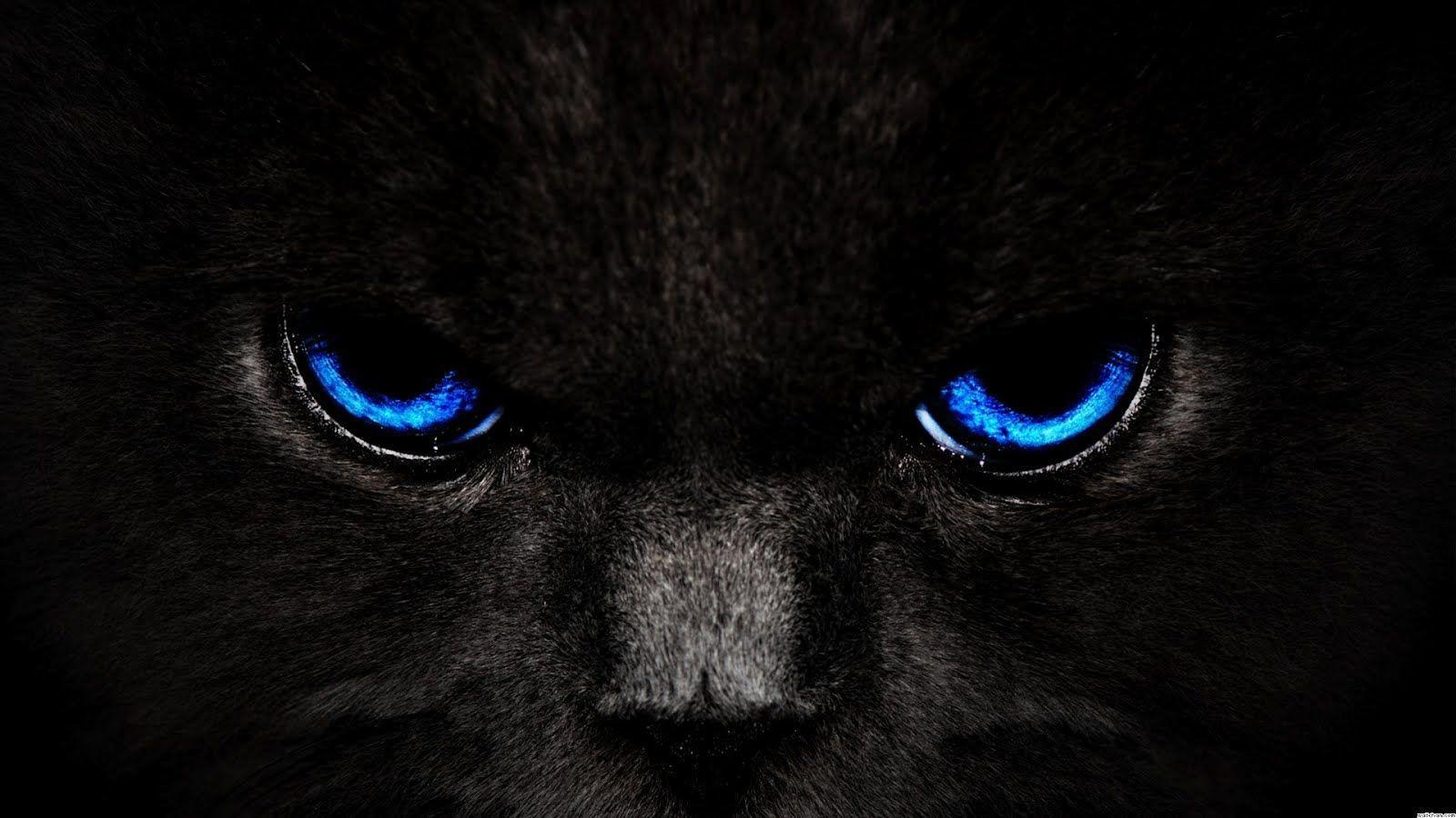 Black And Blue Background Wallpaper Black cat blue eyes wallpaper