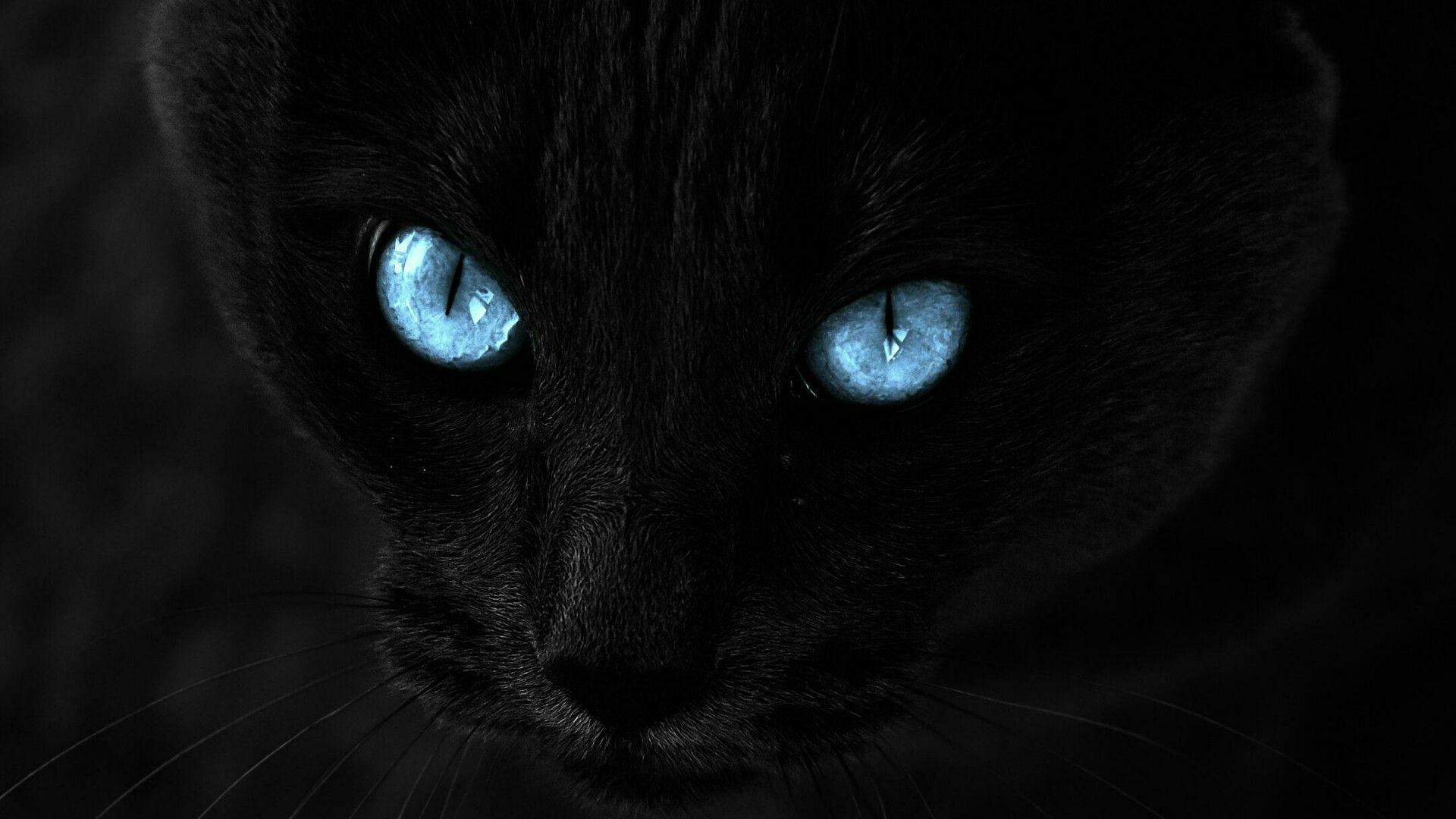 Black Cat With Blue Eyes Wallpaper. Wallpaper Studio 10