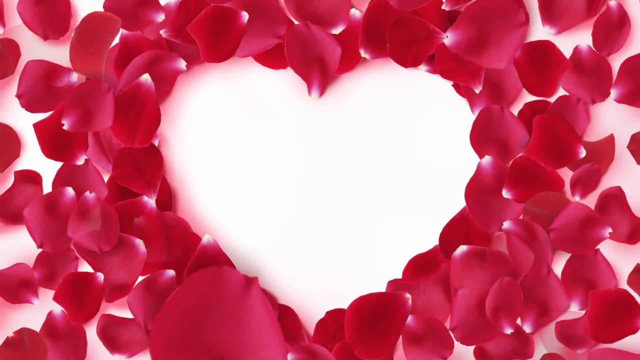 Cool Love Flower Video Background With Music Loop by_ Zc