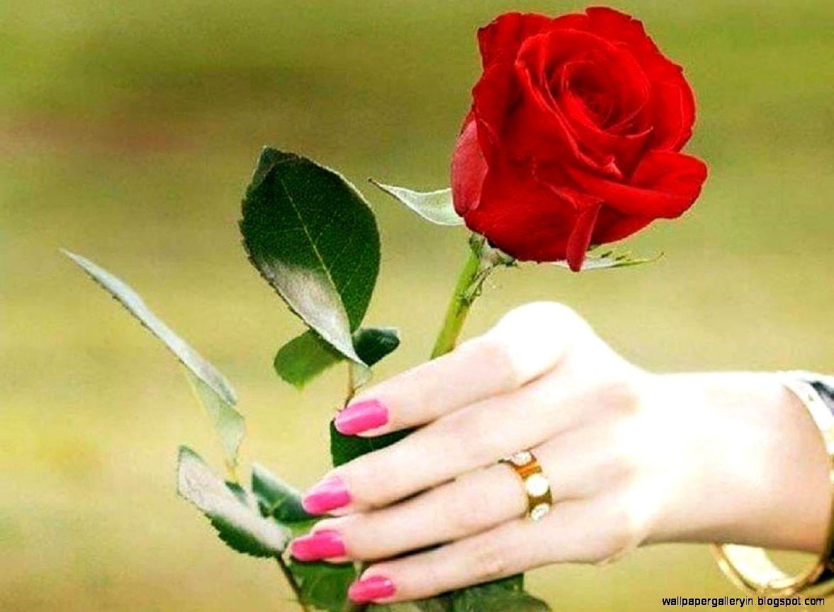 Background Roses Flower In Hand Love HD Gallery On Rose Gift