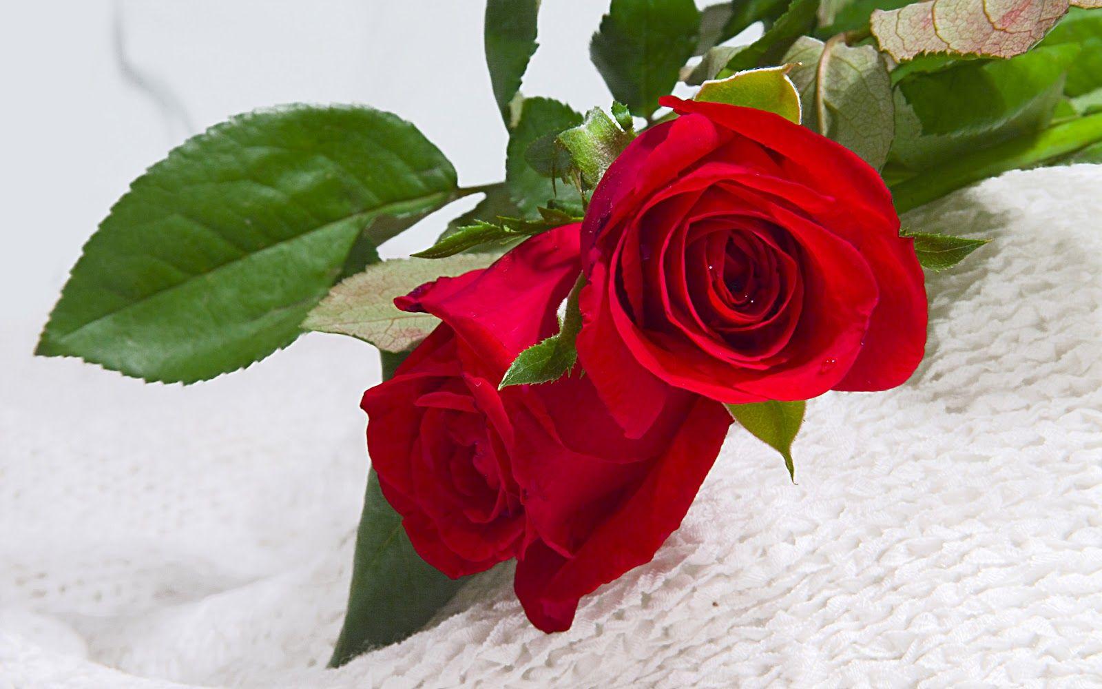 Two Red Roses Free Wallpaper Hd