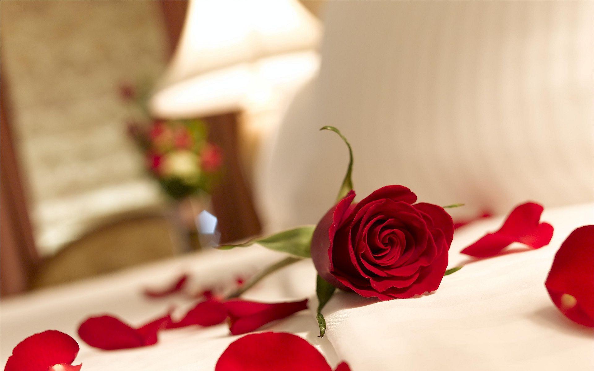 Red roses and petals love wallpapers.