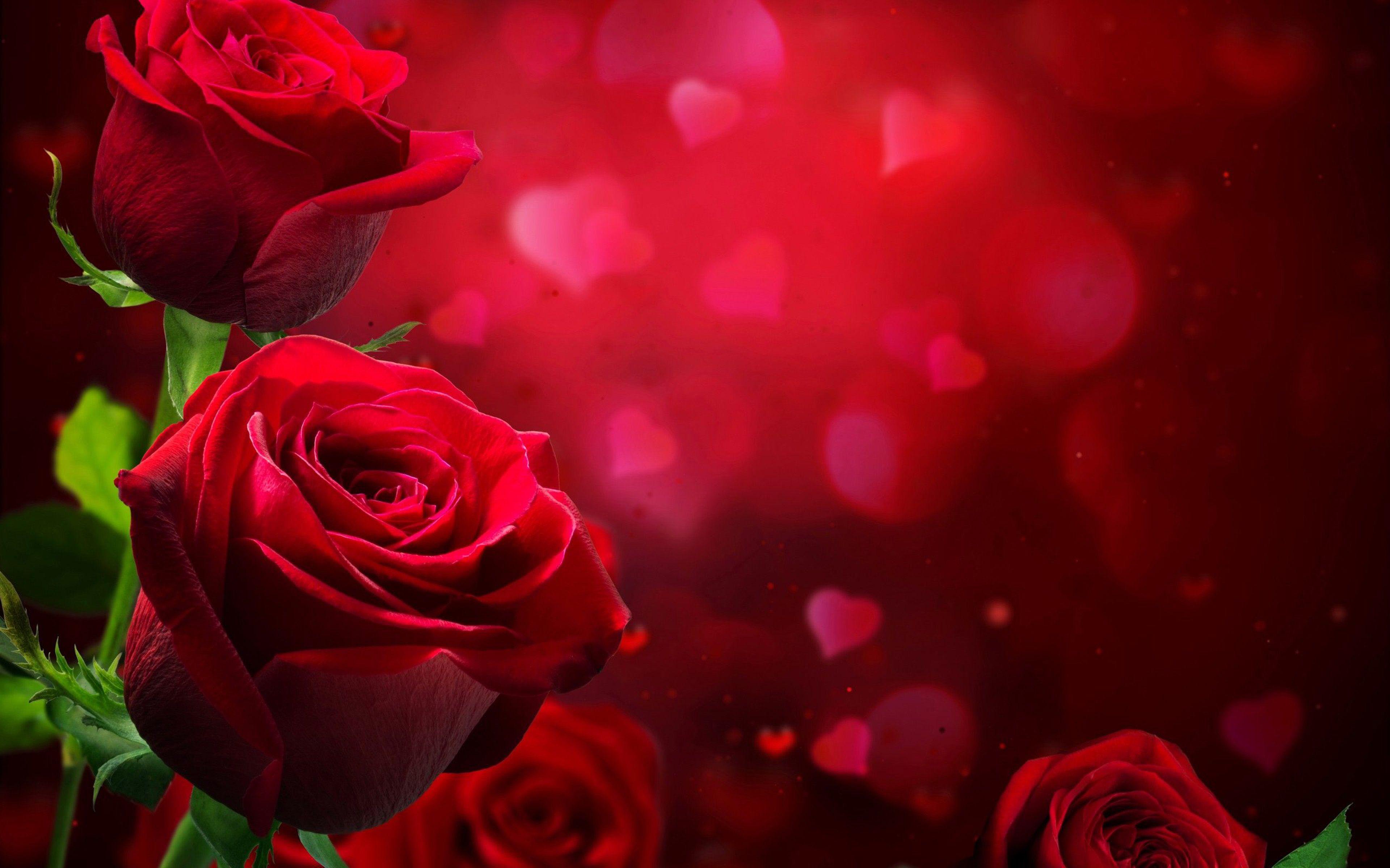 Beautiful Red Roses Love HD Wallpaper, Wallpaper13.com