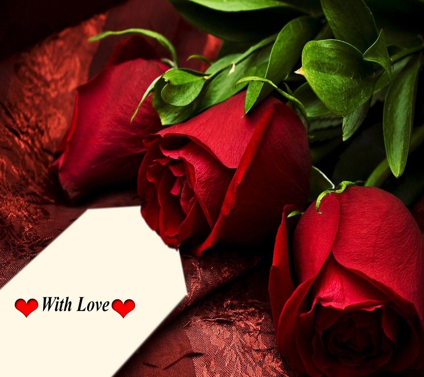 Flowers: Love Rose Valentines Roses Red Desktop Wallpaper Flower