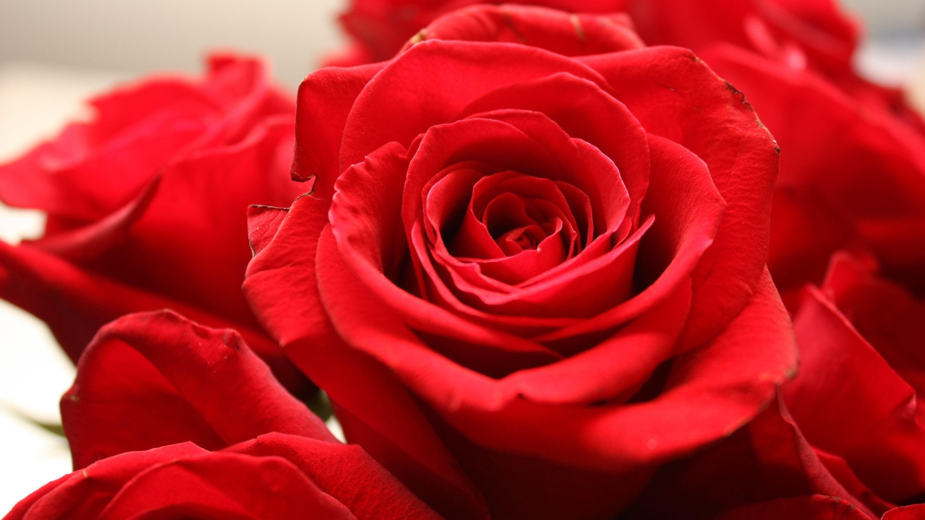 Red Rose Love Wallpaper