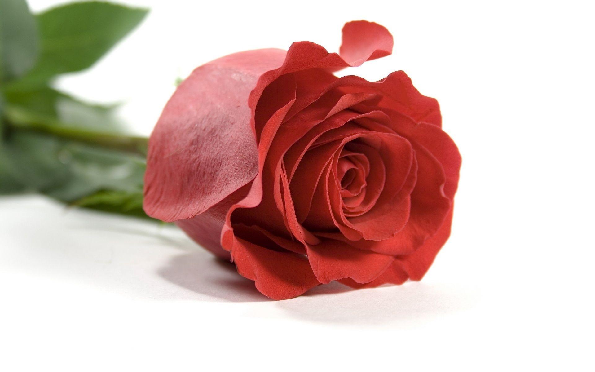 hoontoidly: Rose Love Image