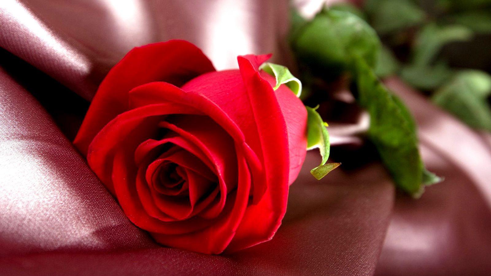 red rose wallpaper HD for love. Full HD Images